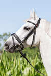 Kieffer Ultrasoft® Economy Bridle