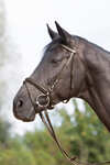 Kieffer Ultrasoft® Bridle