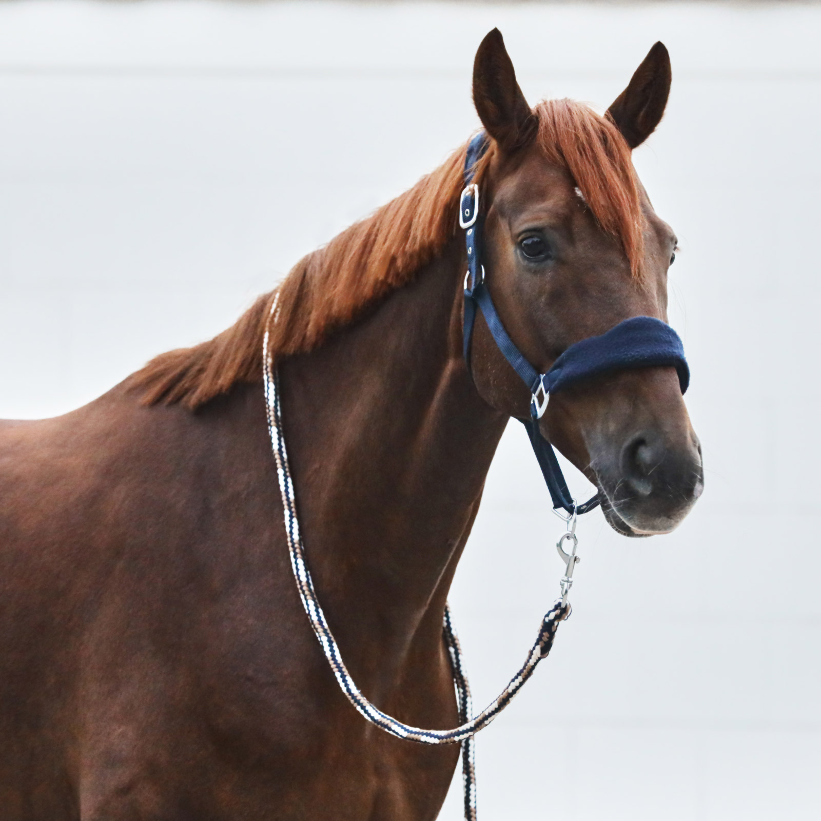 Horze Kiel Halter with Fleece