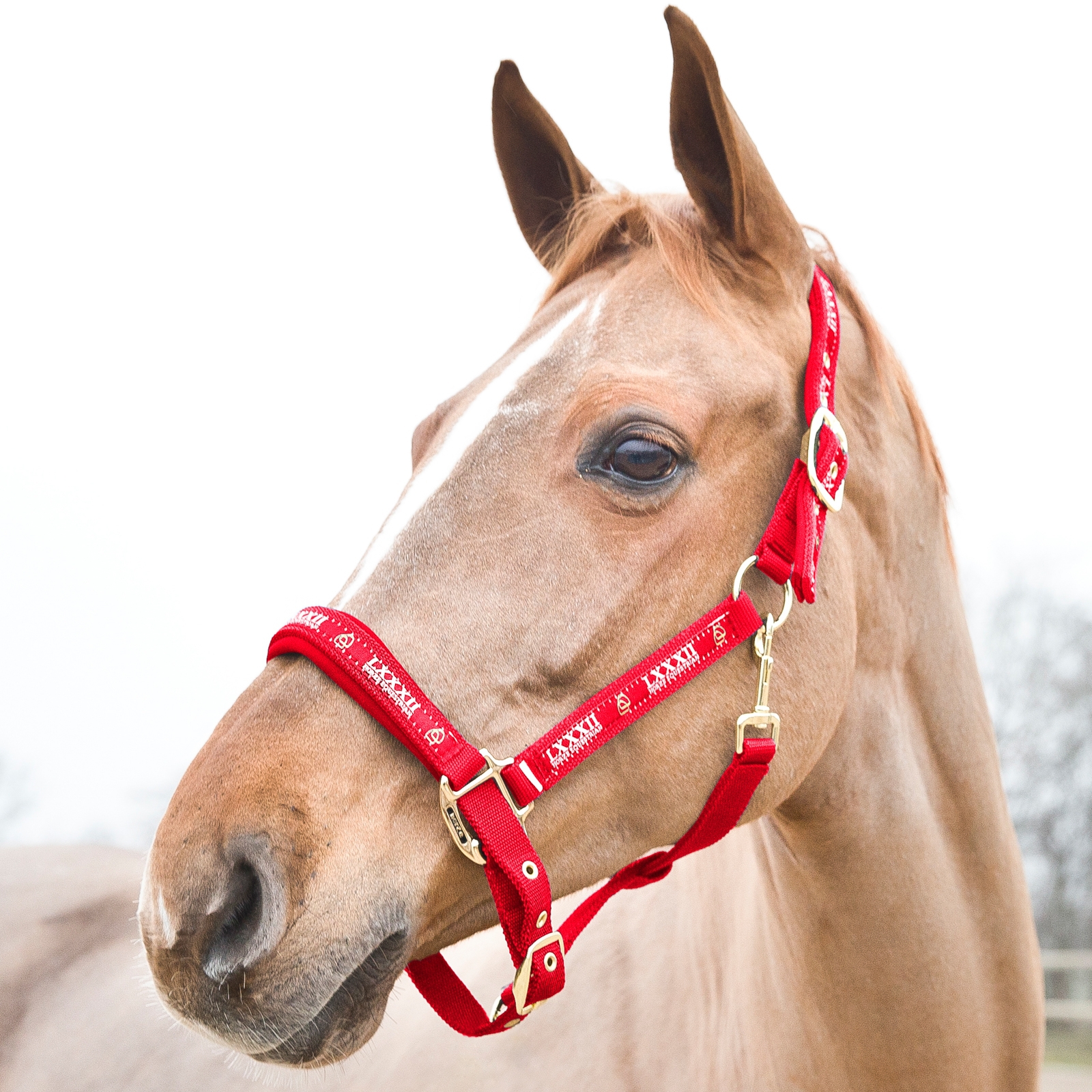 Red Horze Hamptons Halter