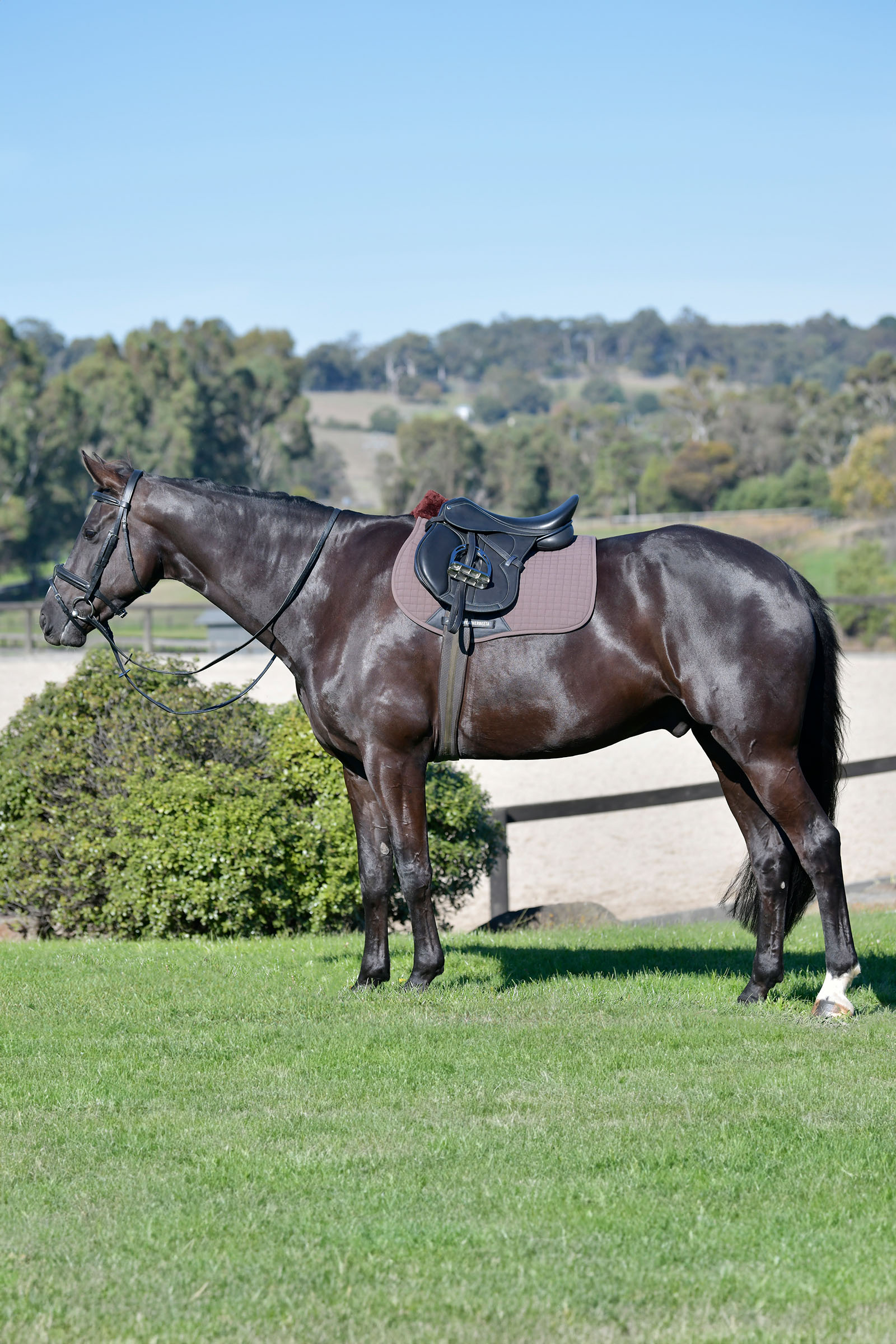 Weatherbeeta Prime Comfy Fleece All Purpose Saddle Pad