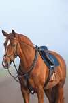 Horseware Rambo Micklem Breastplate