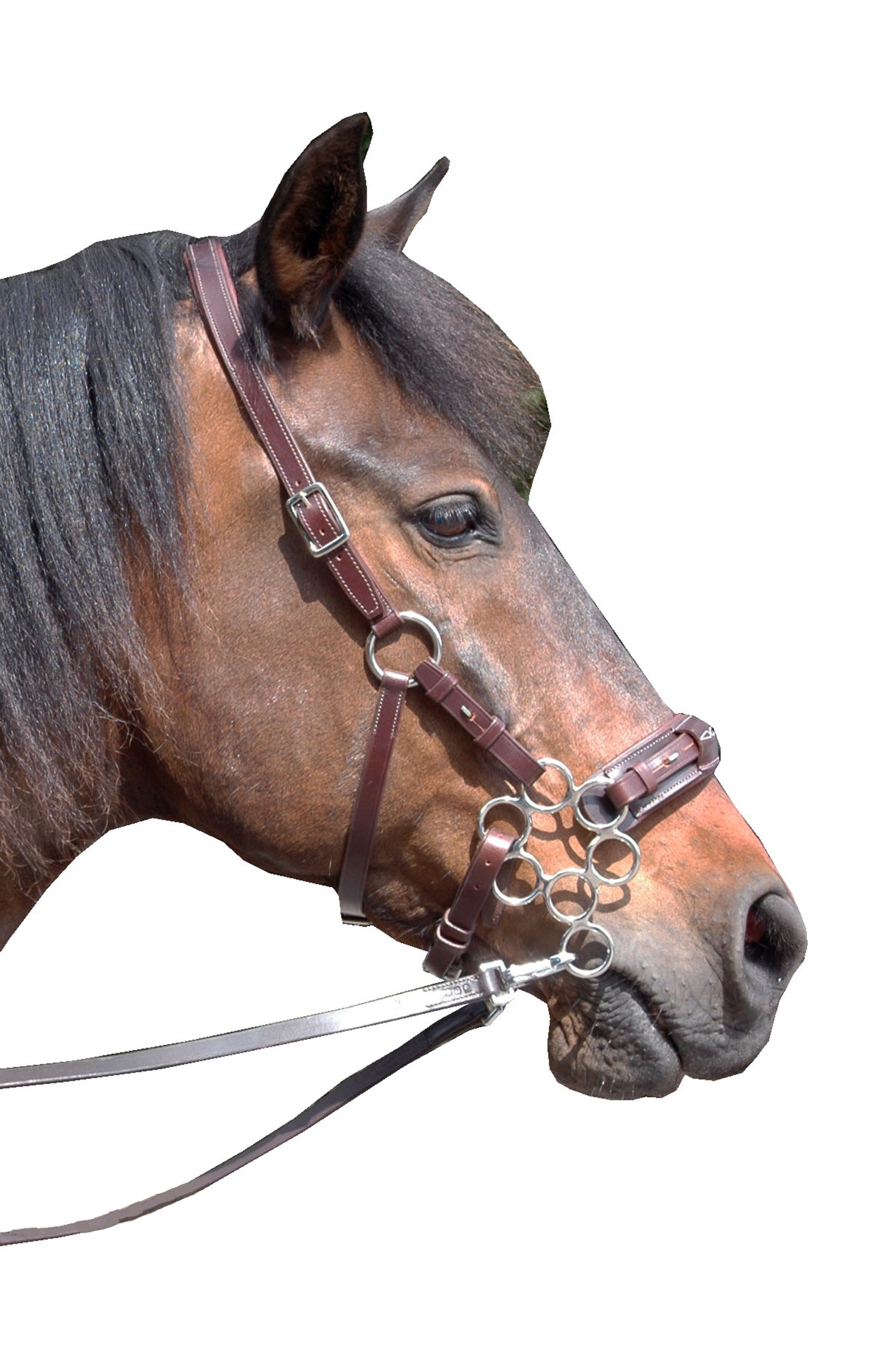 Dark Brown F.R.A. Freedom Riding Articles Aram Hackamore (System 2) Leather, Jaw Straps, w/ Scissors