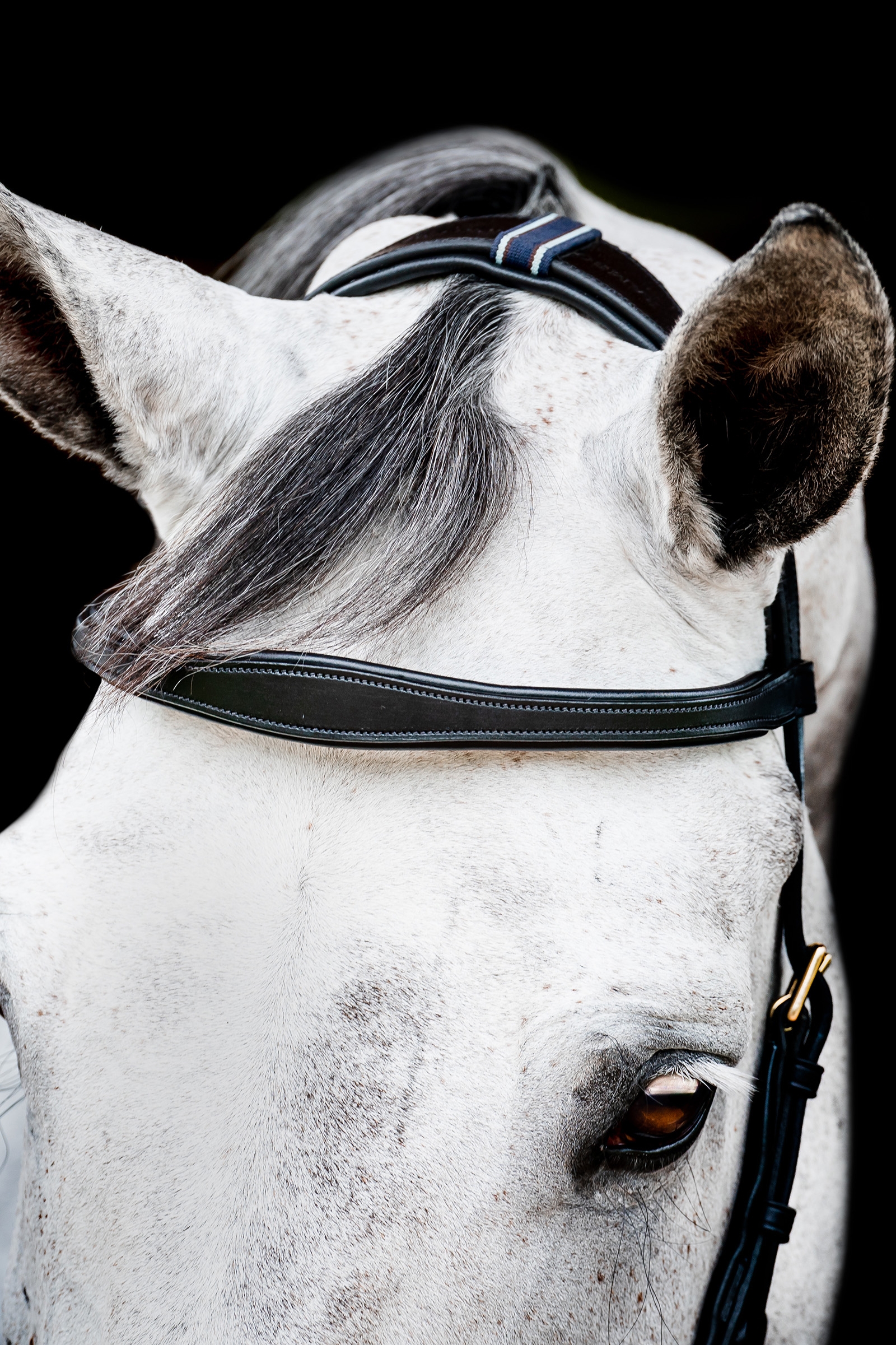 Horseware Micklem 2 Multi Bridle