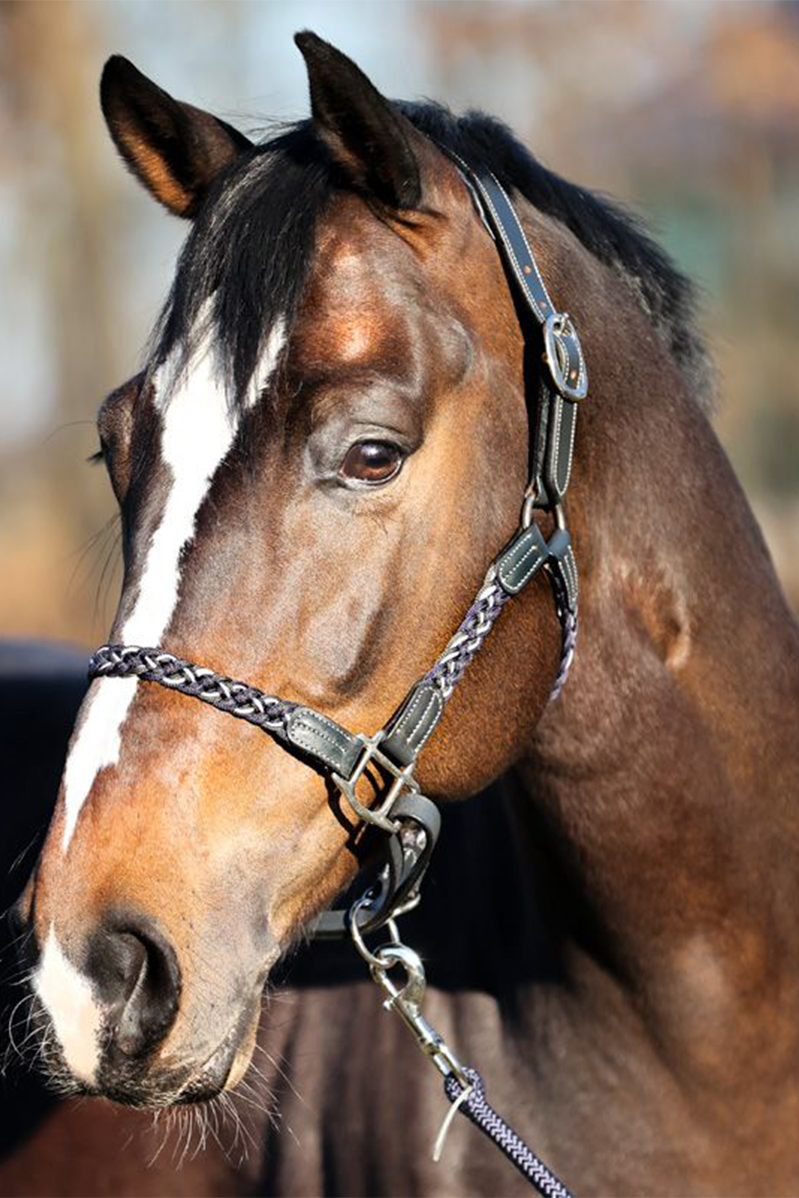 Kavalkade Tessa Braided Halter
