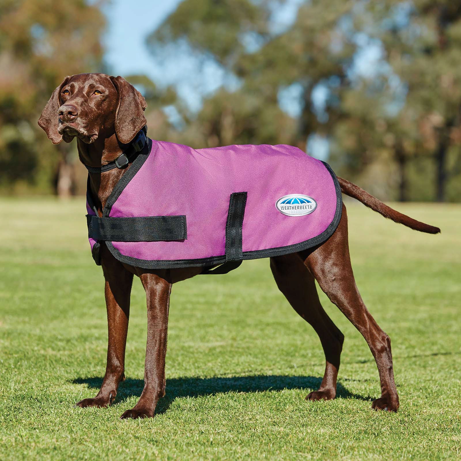 Pink Weatherbeeta Comfitec Classic Dogcoat (45-80cm)