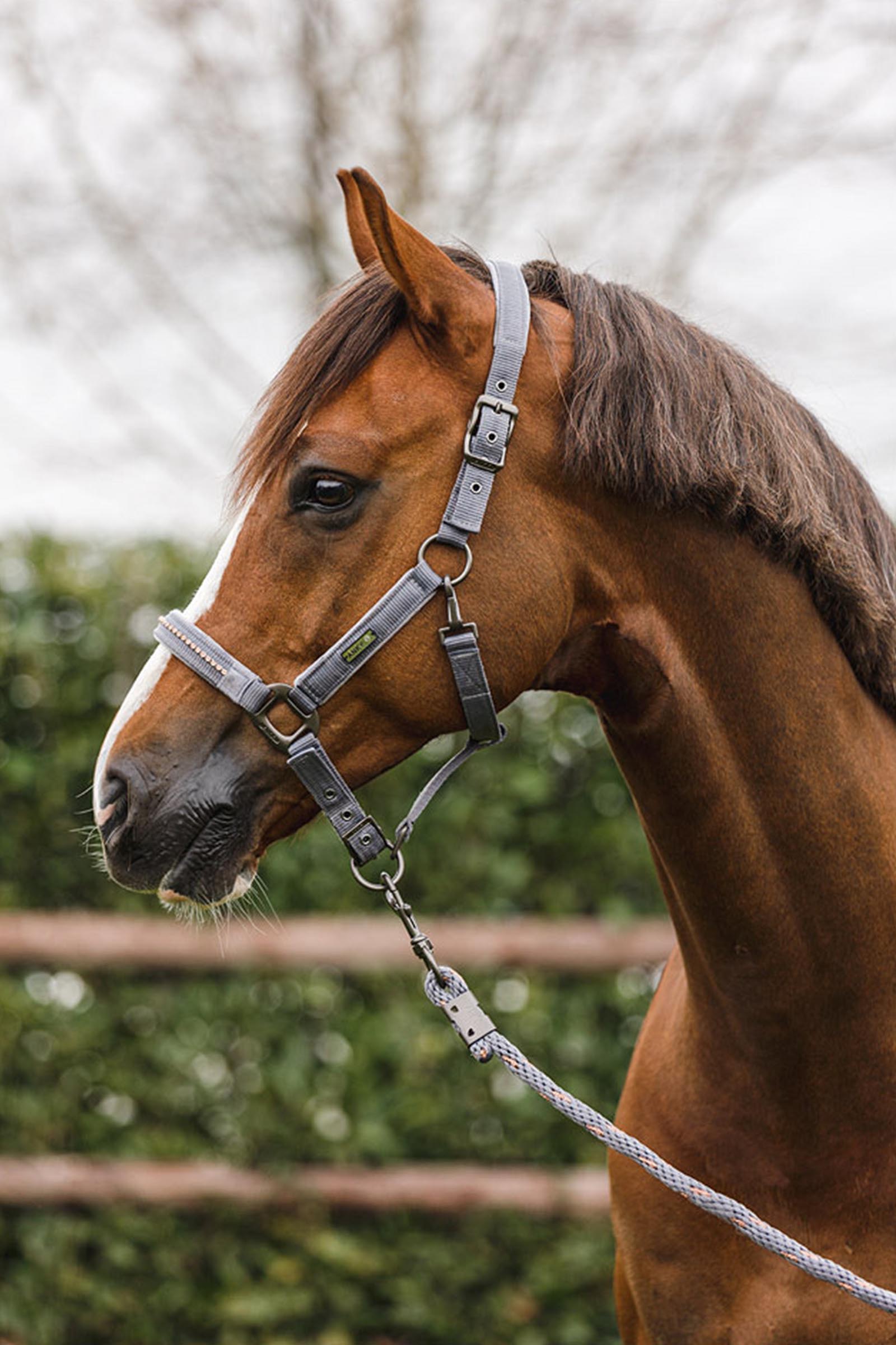 ANKY Stones Halter & Lead Set