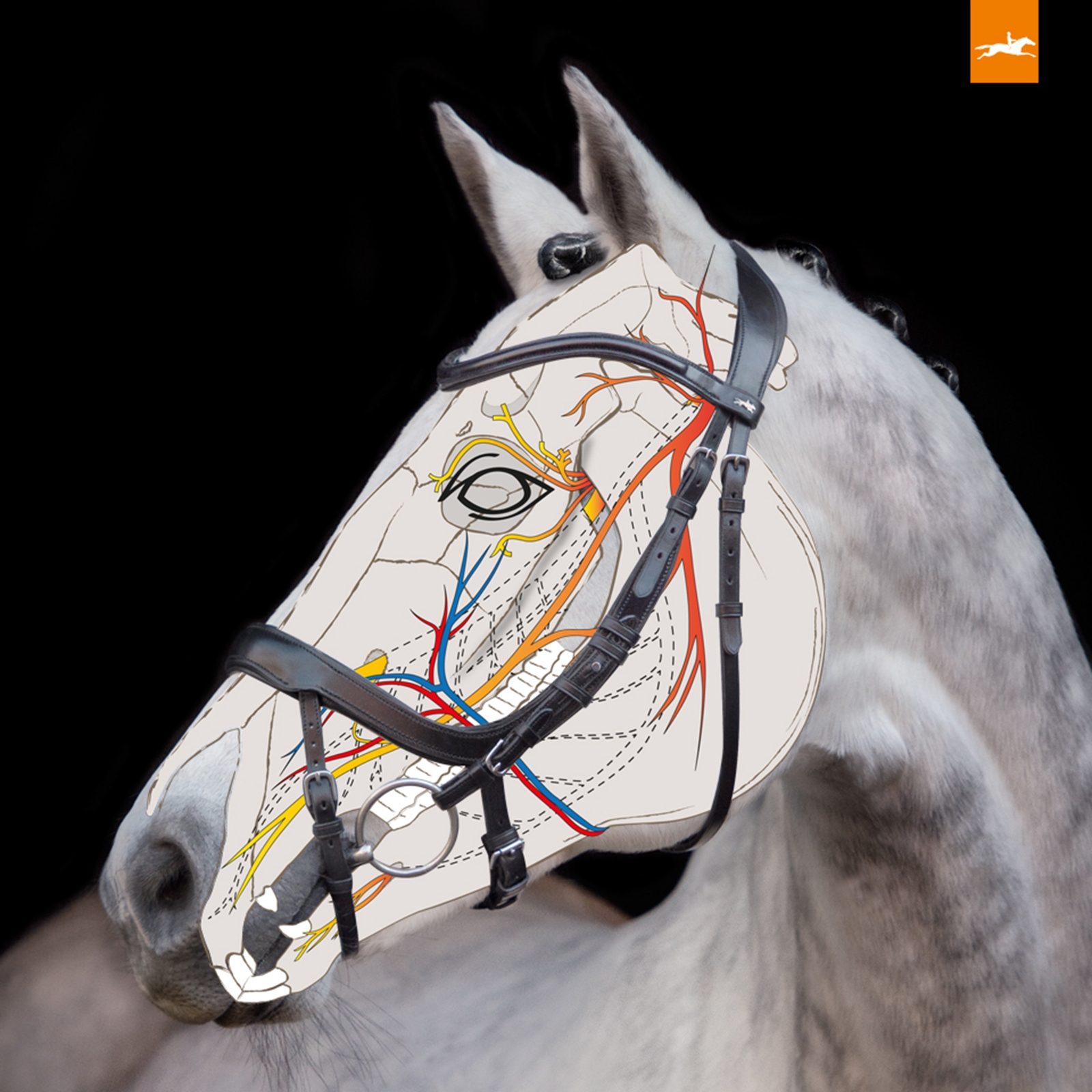 Schockemöhle Sports Equitus Alpha Bridle