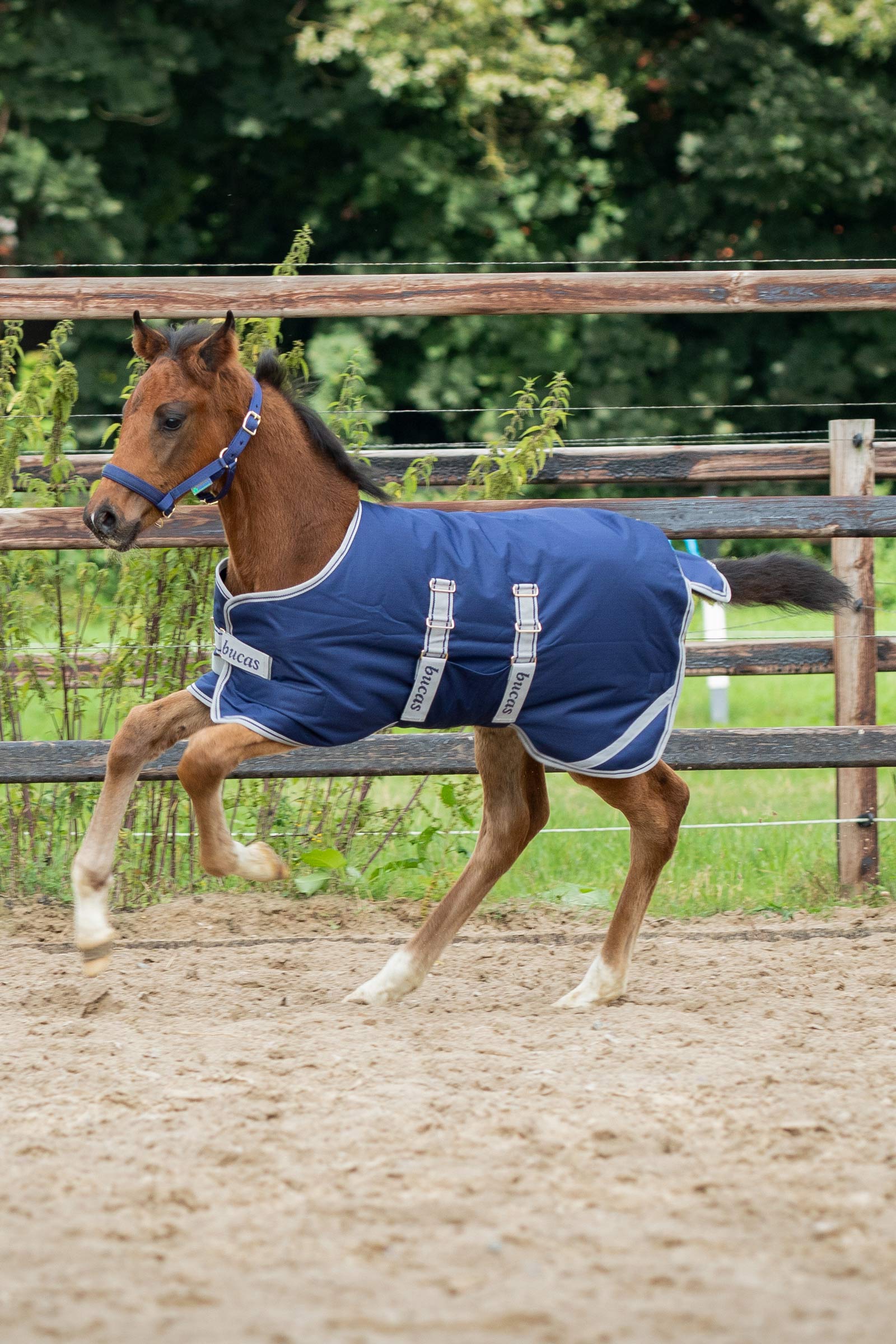 Bucas Foal Turnout Rug, 50g