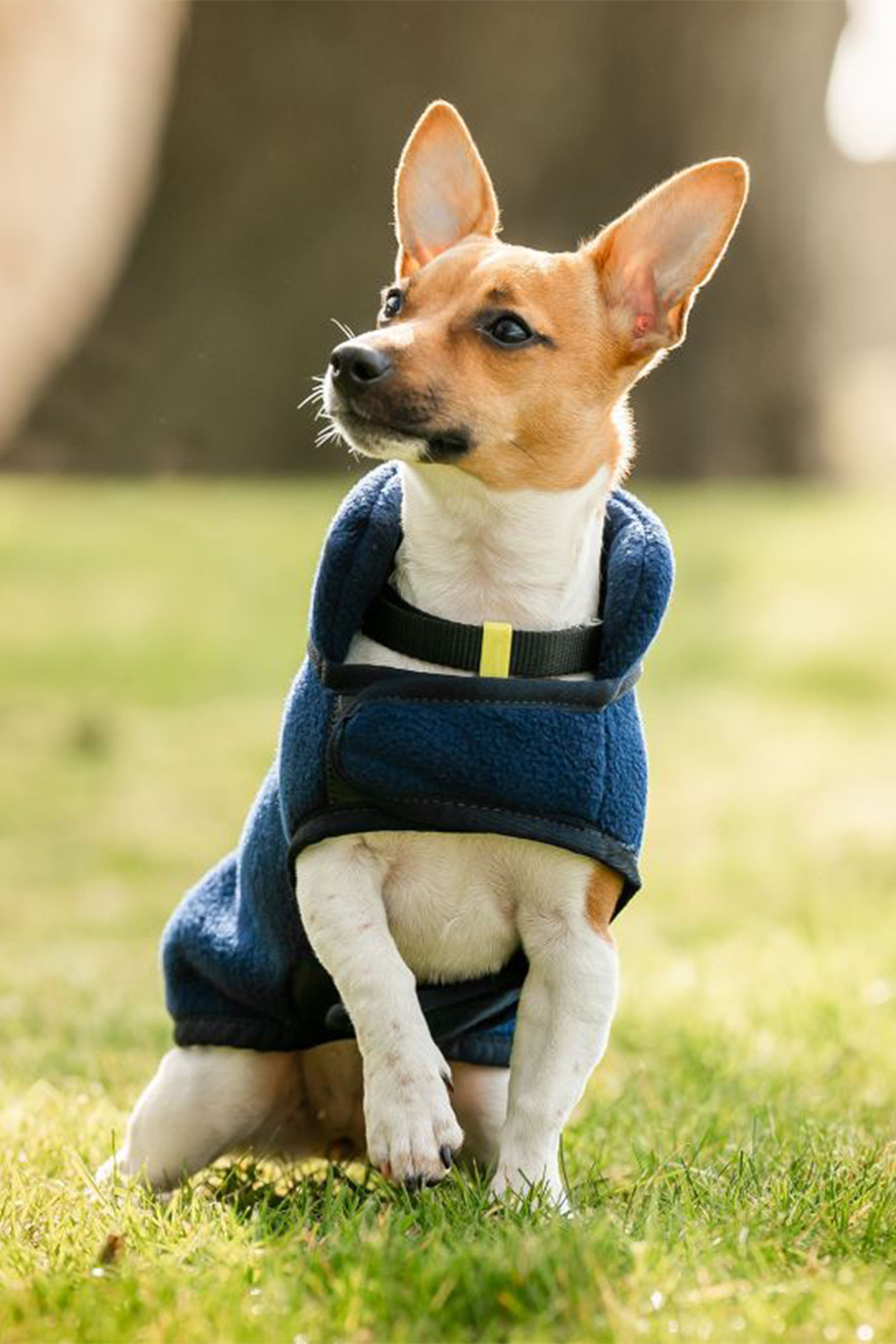 Horseware Signature Dog Fleece