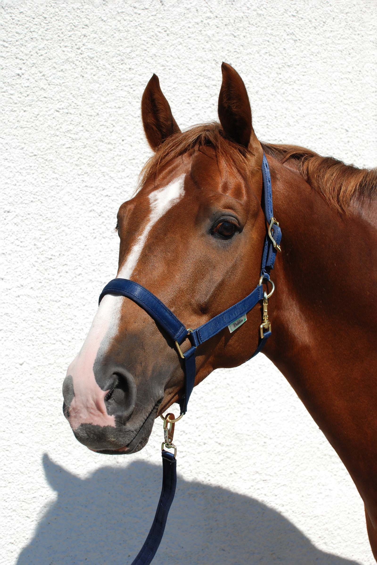 Dark Blue/Dark Blue Bucas Dublin Padded Luxury Halter
