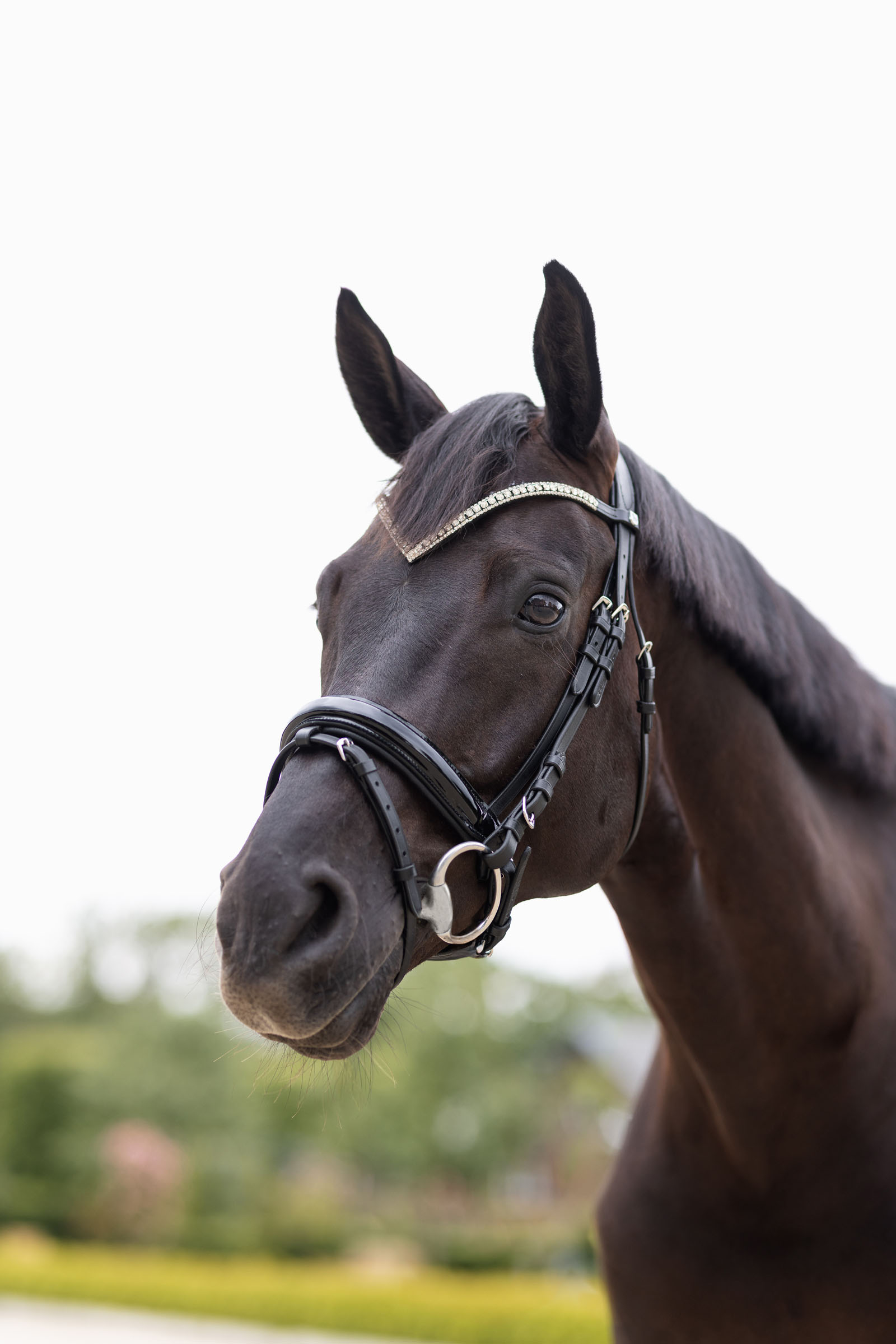Horze Grayson Anatomic Snaffle Bridle
