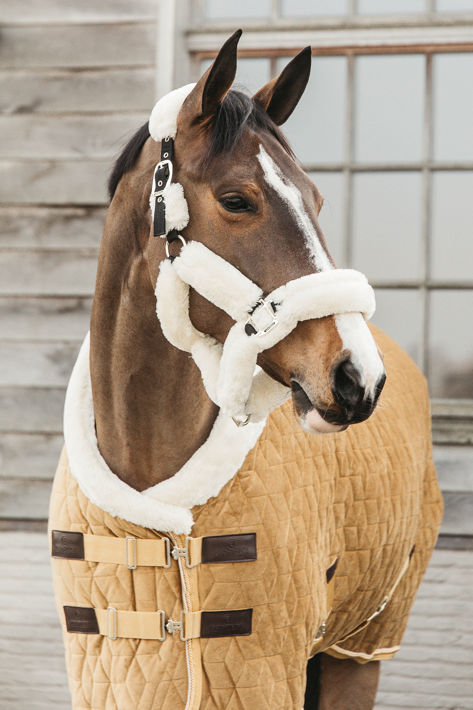 Kentucky Horsewear Velvet Pony Show Rug, 160g
