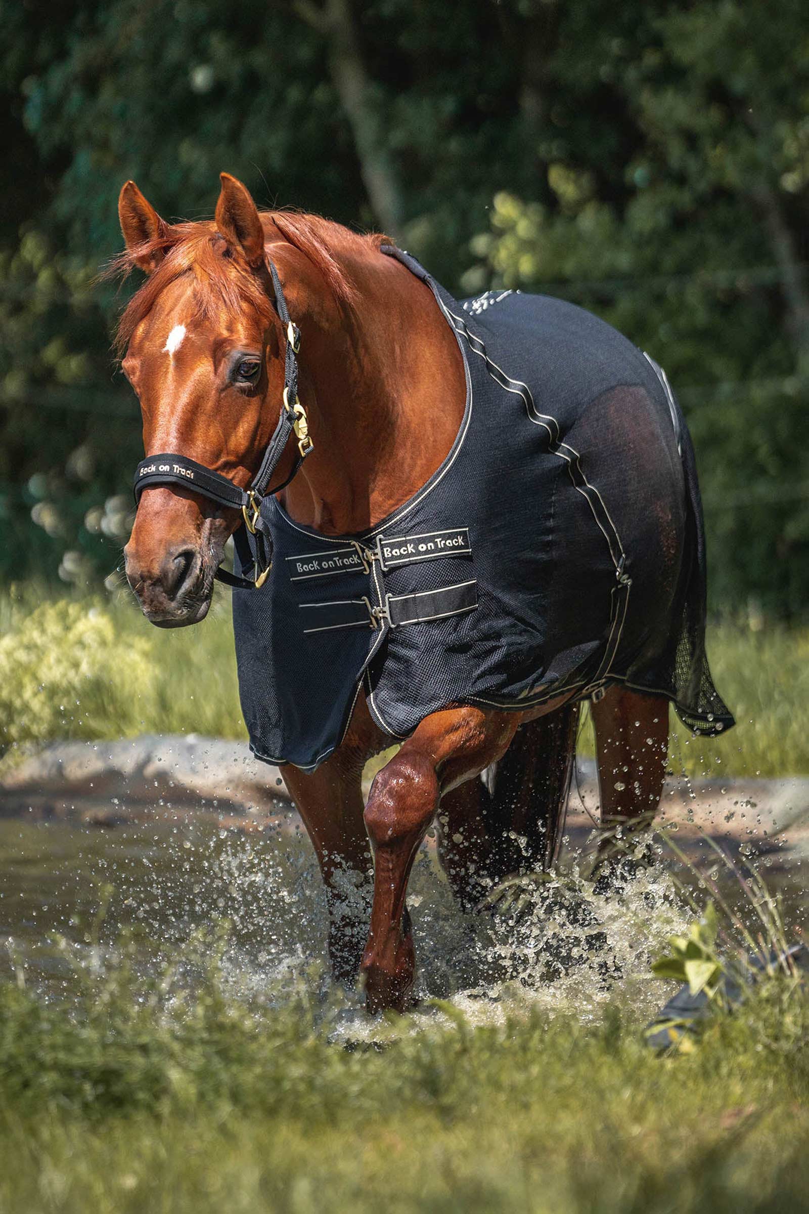 Back on Track Sienna Cooler