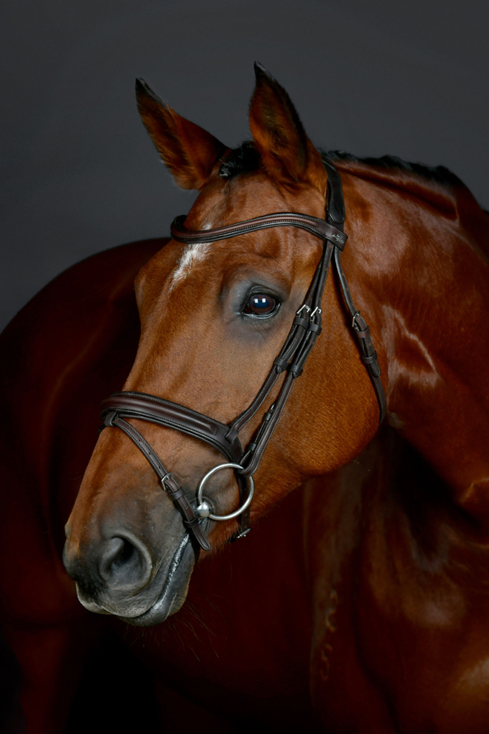 Collegiate Comfitec Opulux Plain Padded Hanoverian Flash Bridle