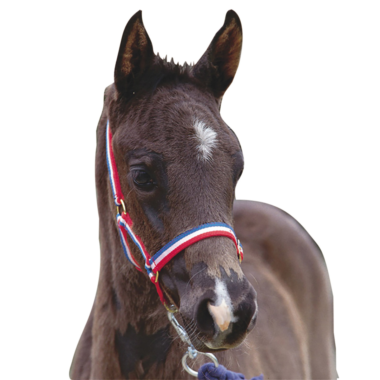 Roma Foal Headcollar