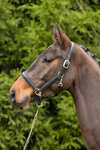 Kieffer Ultrasoft&reg; Leather Headcollar