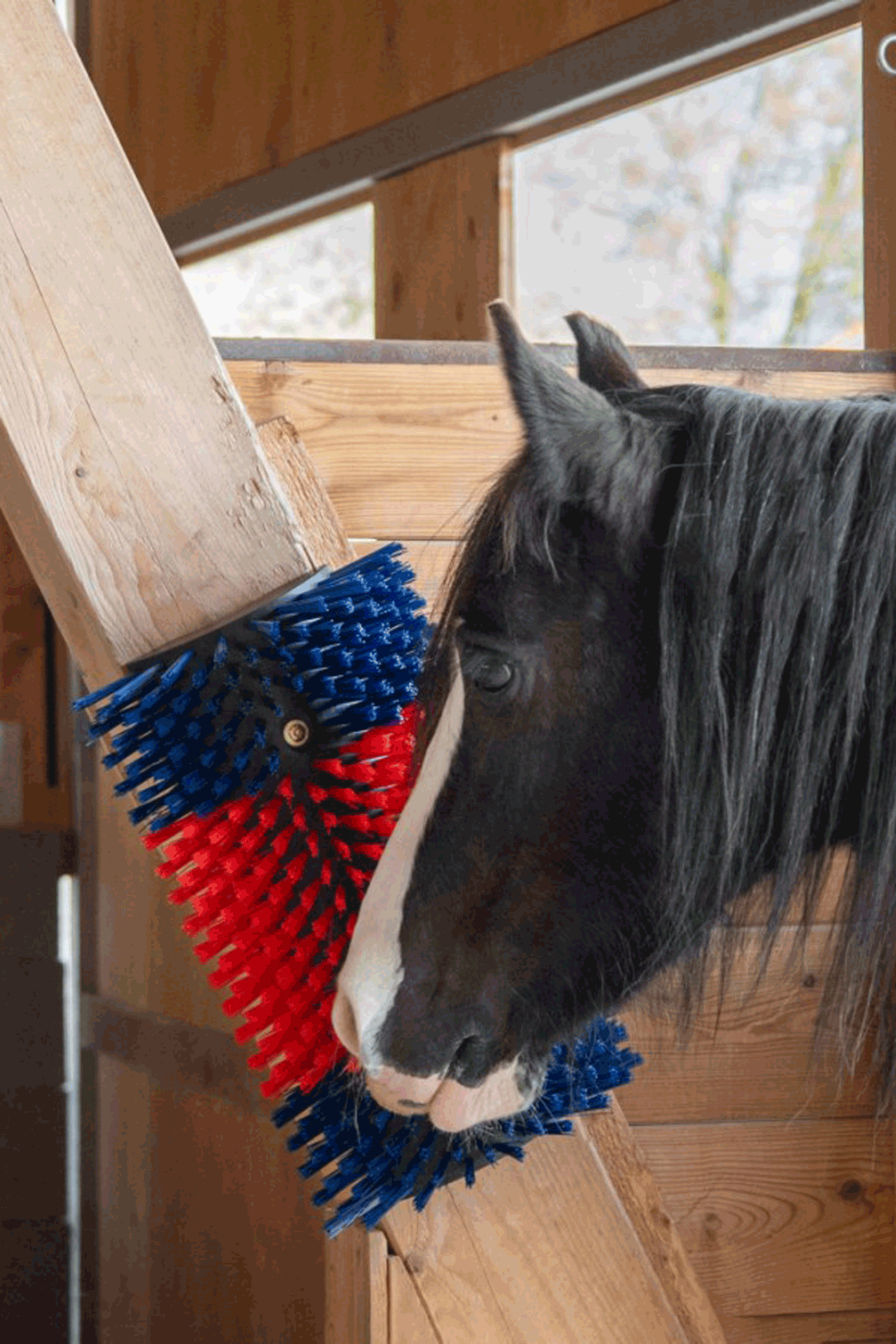 Kerbl XL Scratch Brush, Round