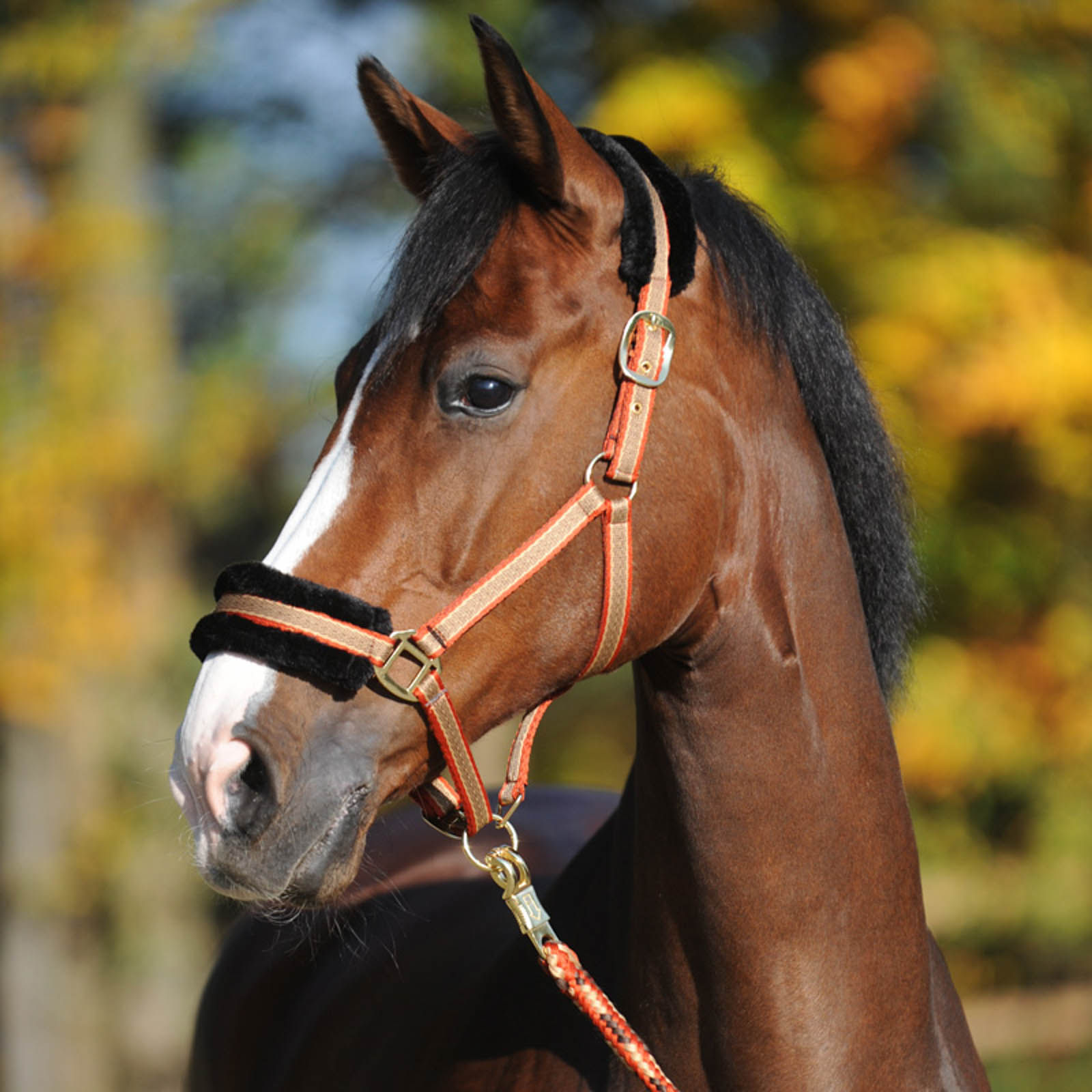 Kavalkade Gretchen Halter