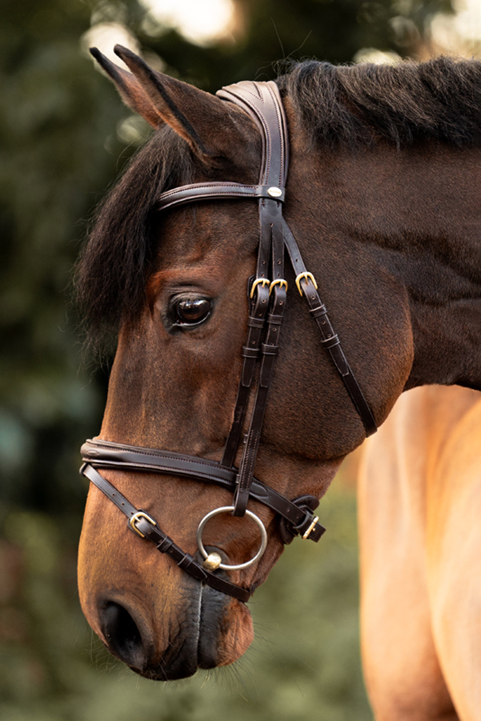 Kavalkade Robin English Bridle