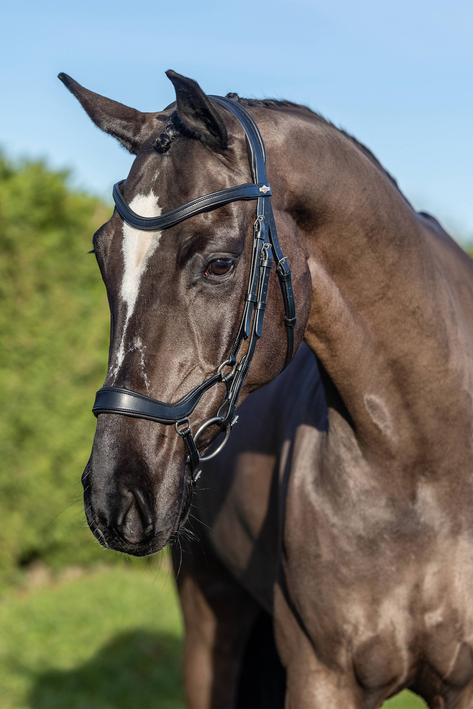LeMieux Arika Drop Bridle
