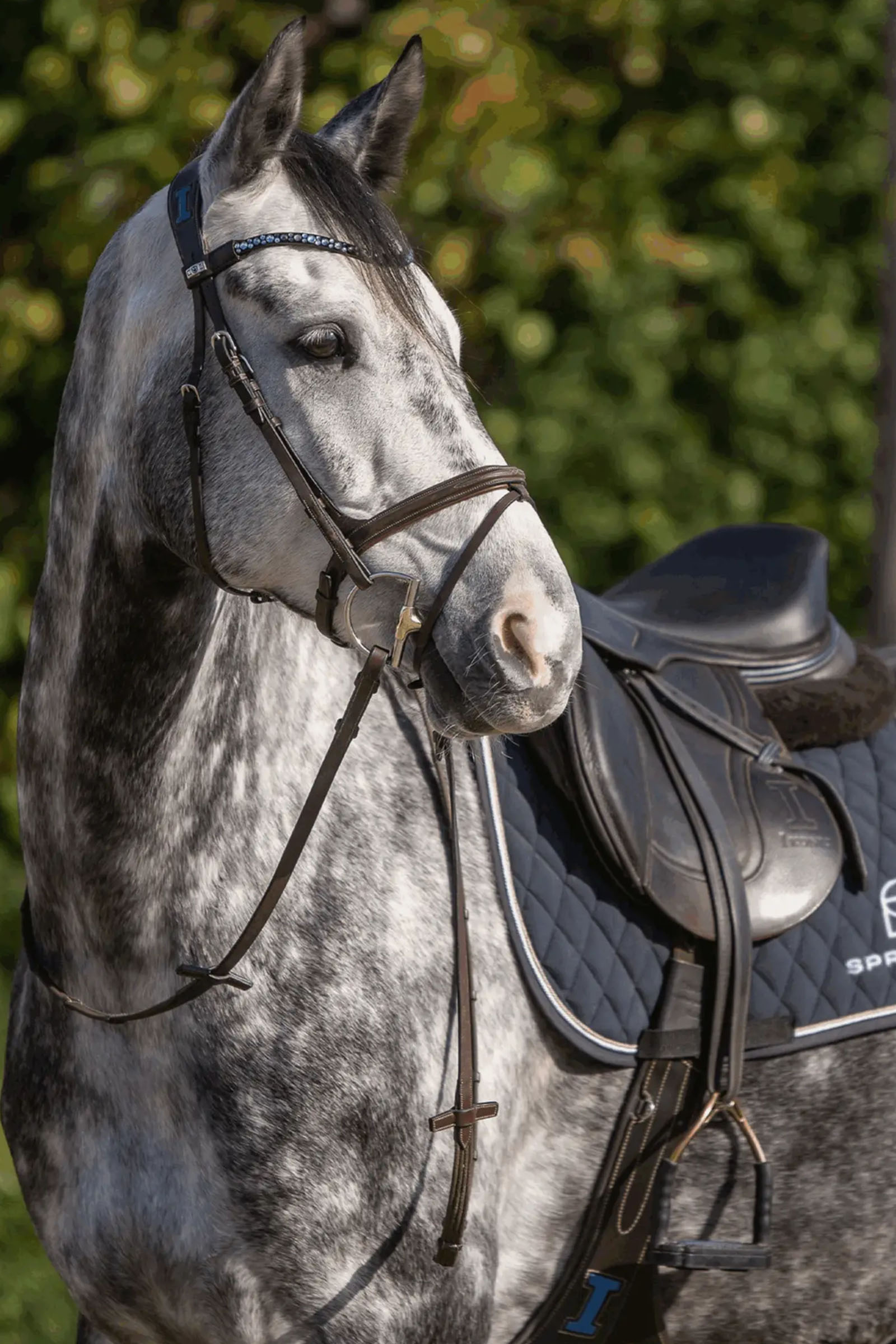 Sprenger Dynamic RS Hunter D-Ring Snaffle 14mm Single Jointed Sensogan 70mm D-Ring