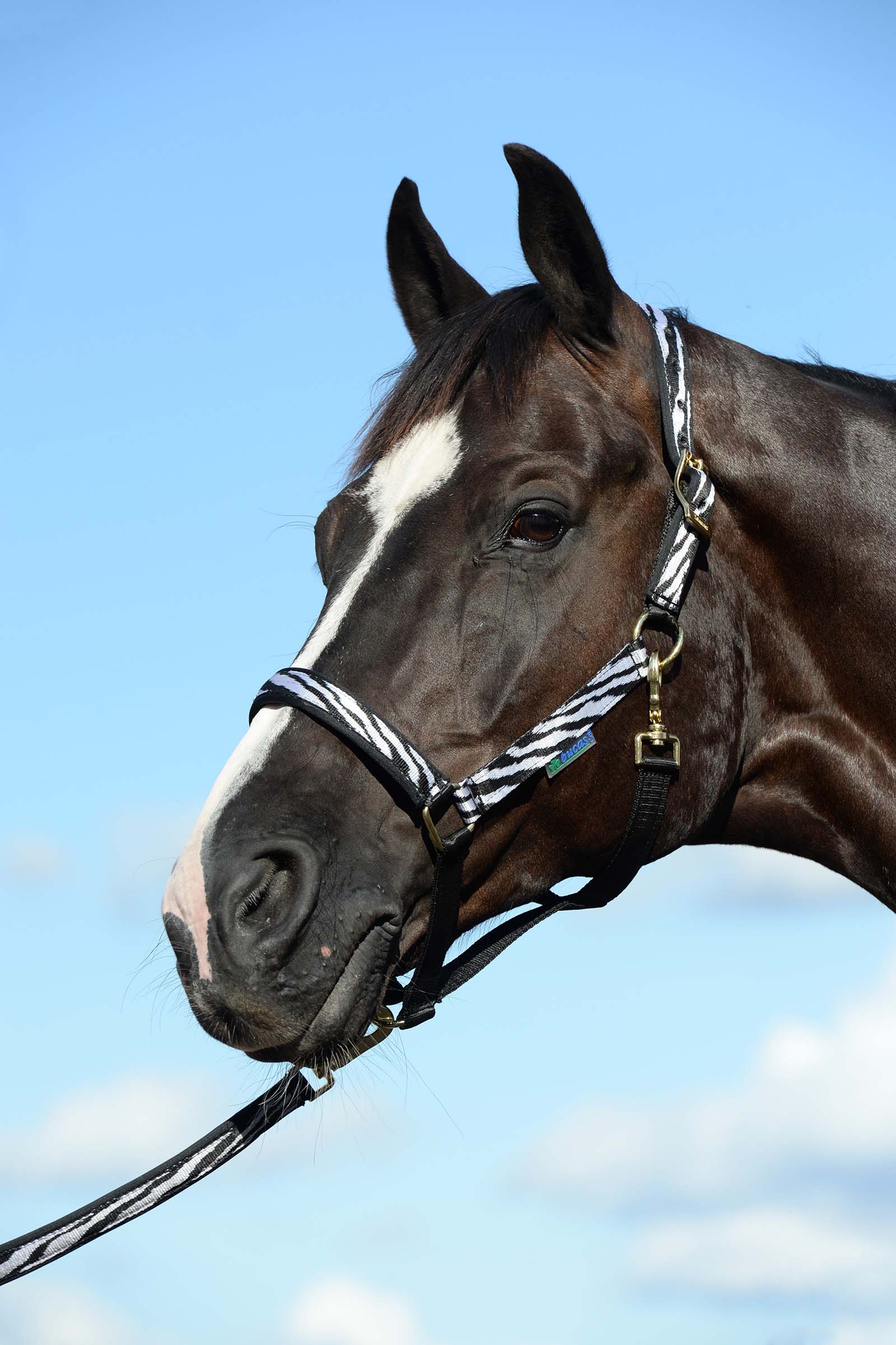 Black/White Bucas Dublin Padded Luxury Halter