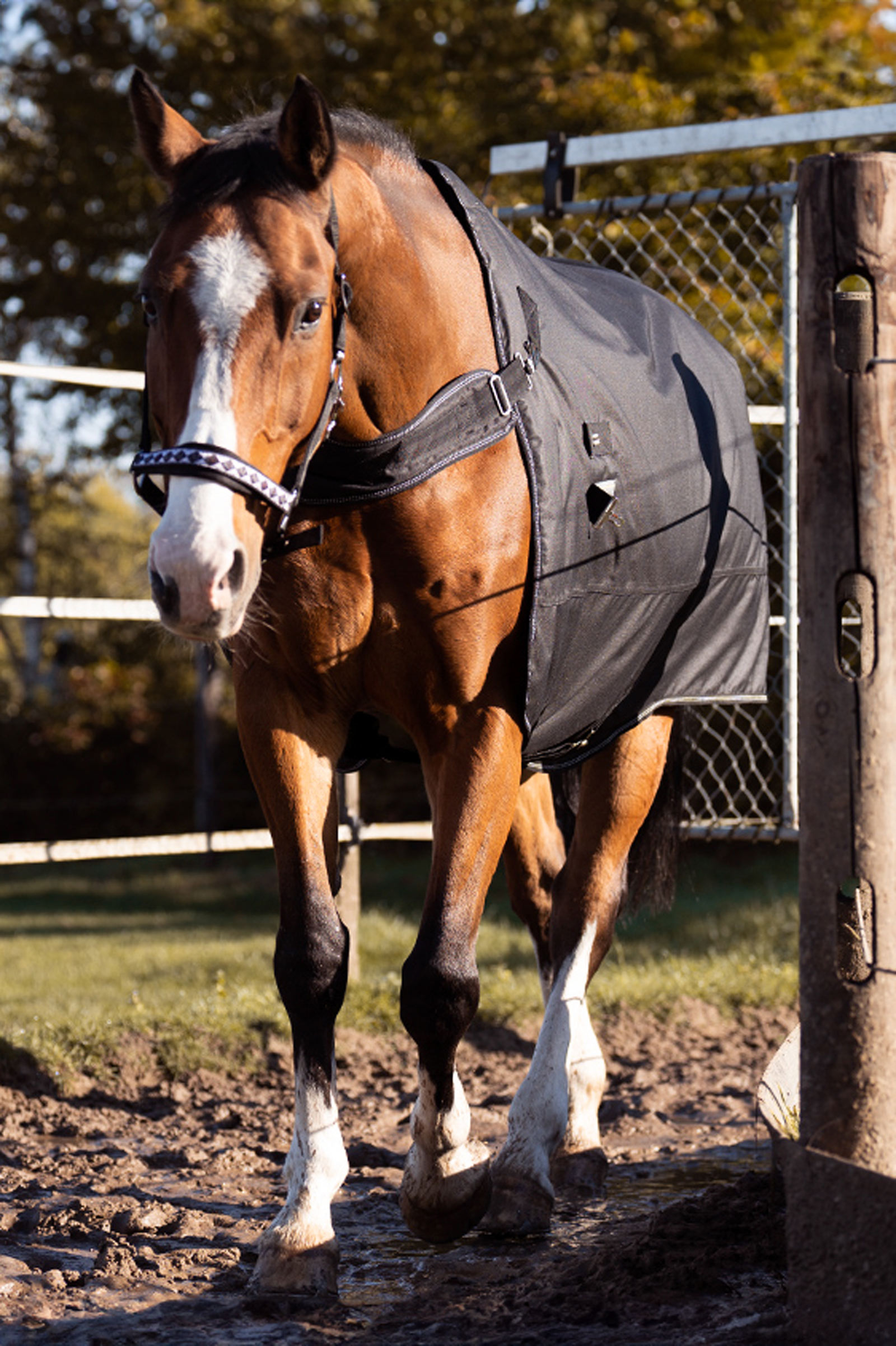 Kavalkade Halifax 2in1 Turnout and Walker Rug 50g