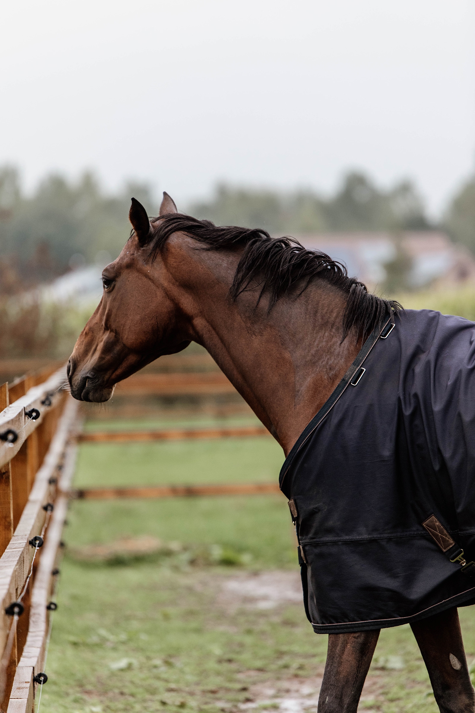 Kentucky Horsewear Turnout Rug All Weather, 300g