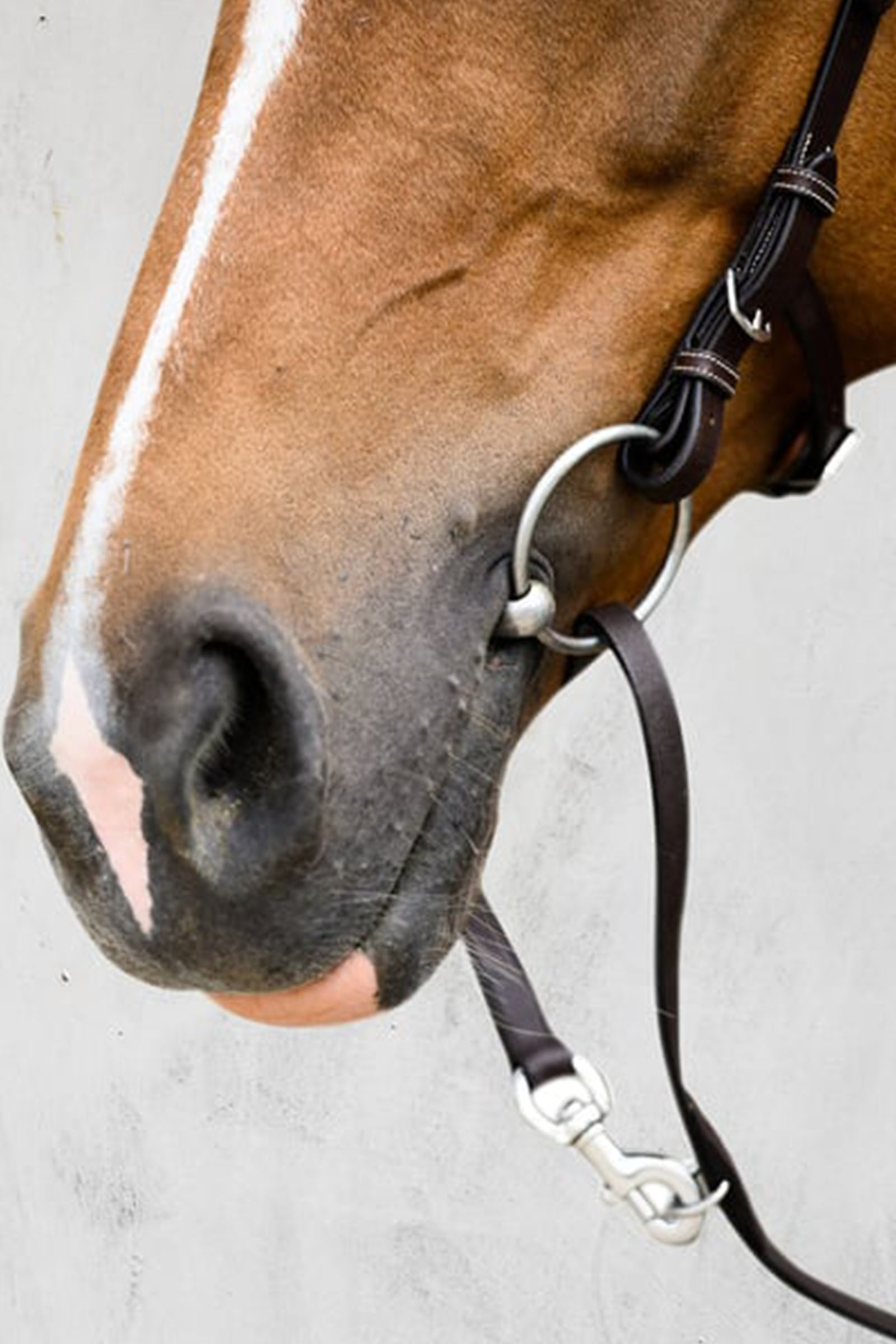 PS of Sweden Bridle Helsinki