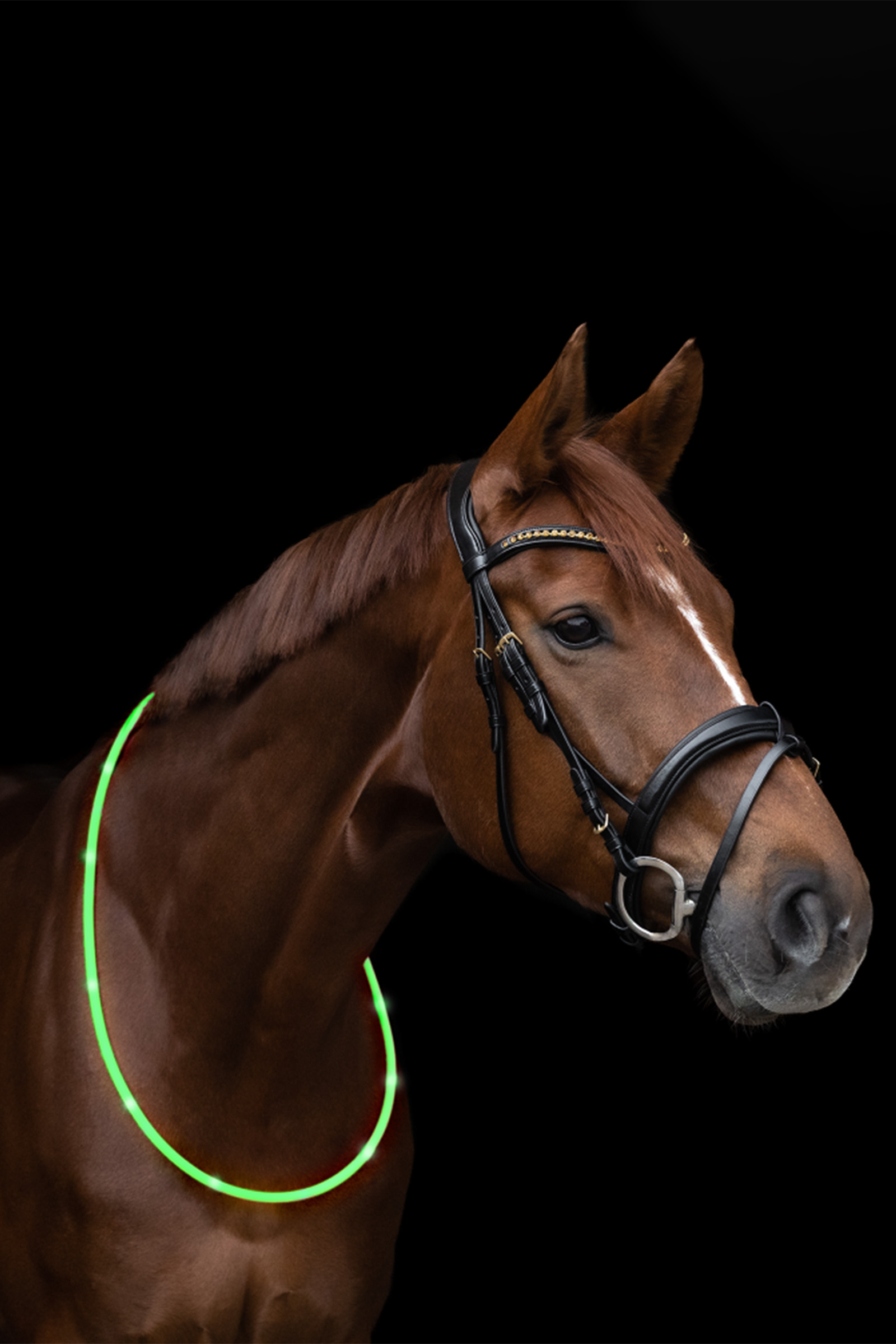 Waldhausen ELT LED-Neck Strap for Horse