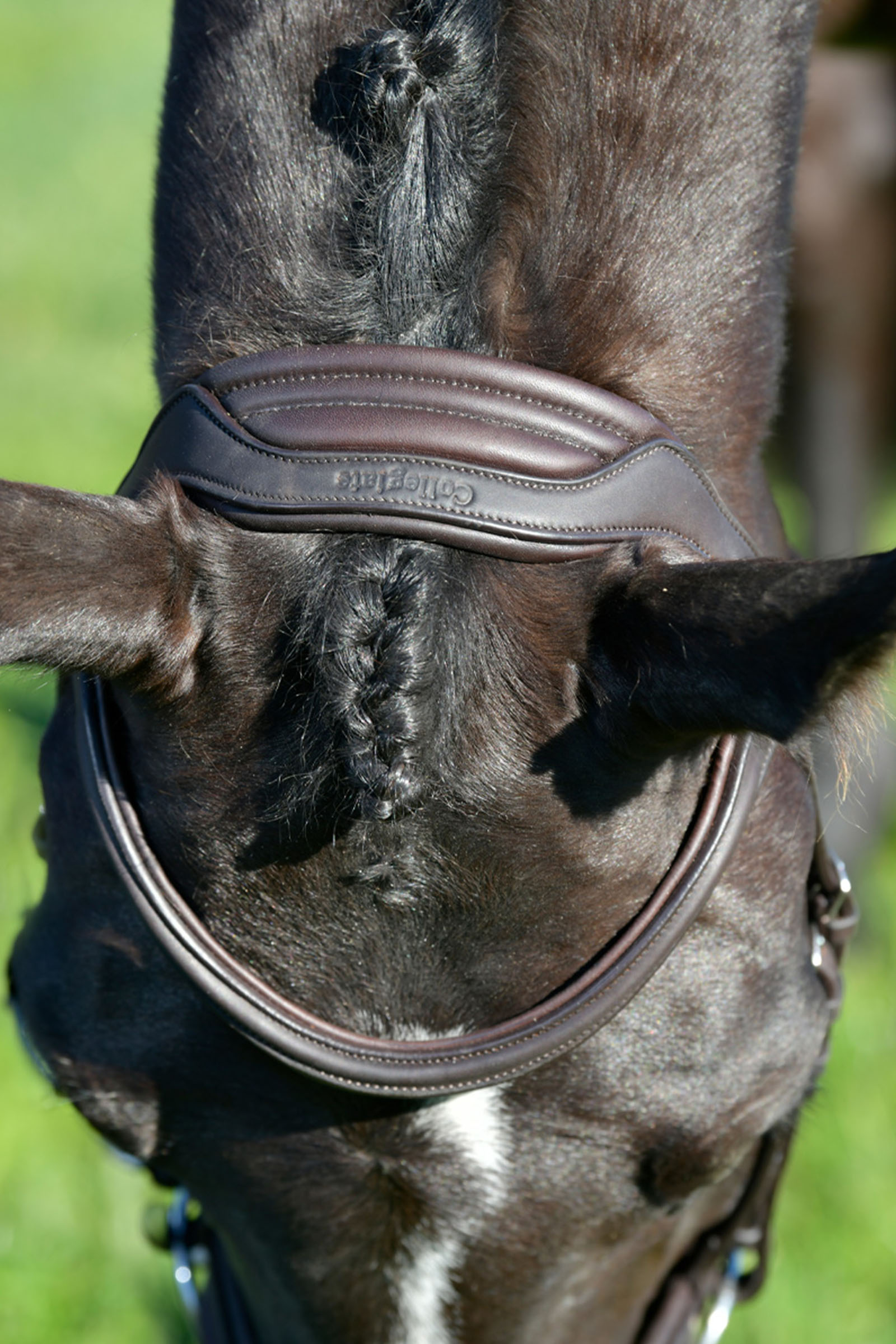 Collegiate Comfitec Opulux Plain Padded Hanoverian Flash Bridle