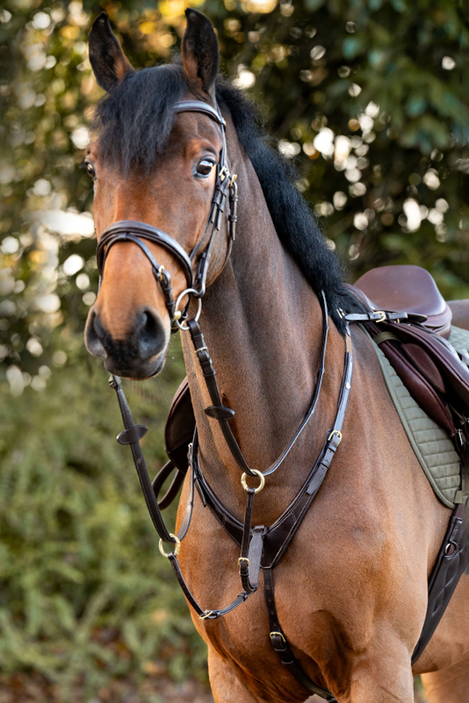 Brown/Brown Kavalkade Jerome 2-Point Breastplate