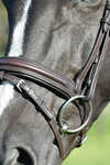 Collegiate Comfitec Opulux Plain Padded Hanoverian Flash Bridle