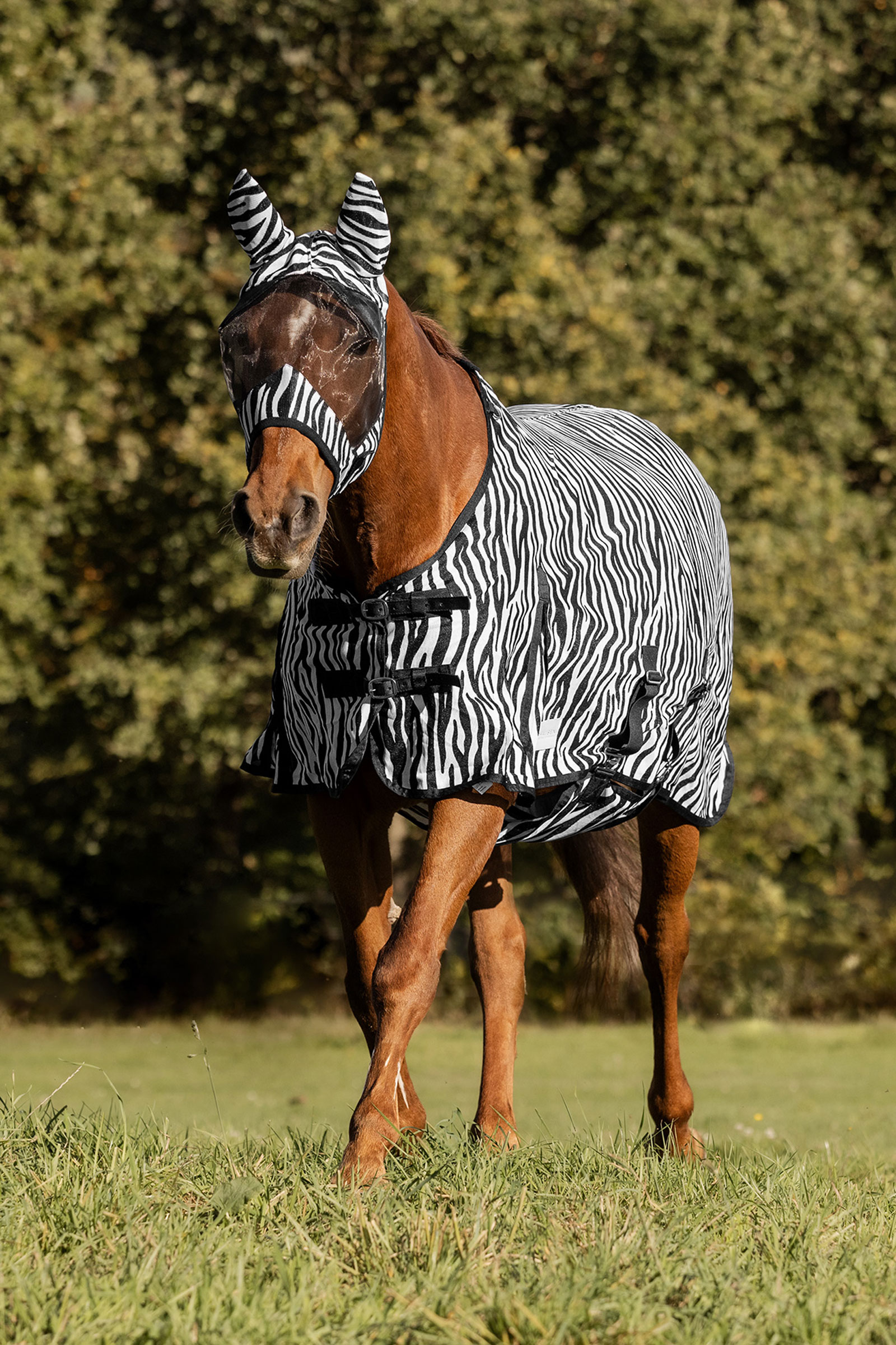 Waldhausen Zebra Fly Rug With Straight Surcingles