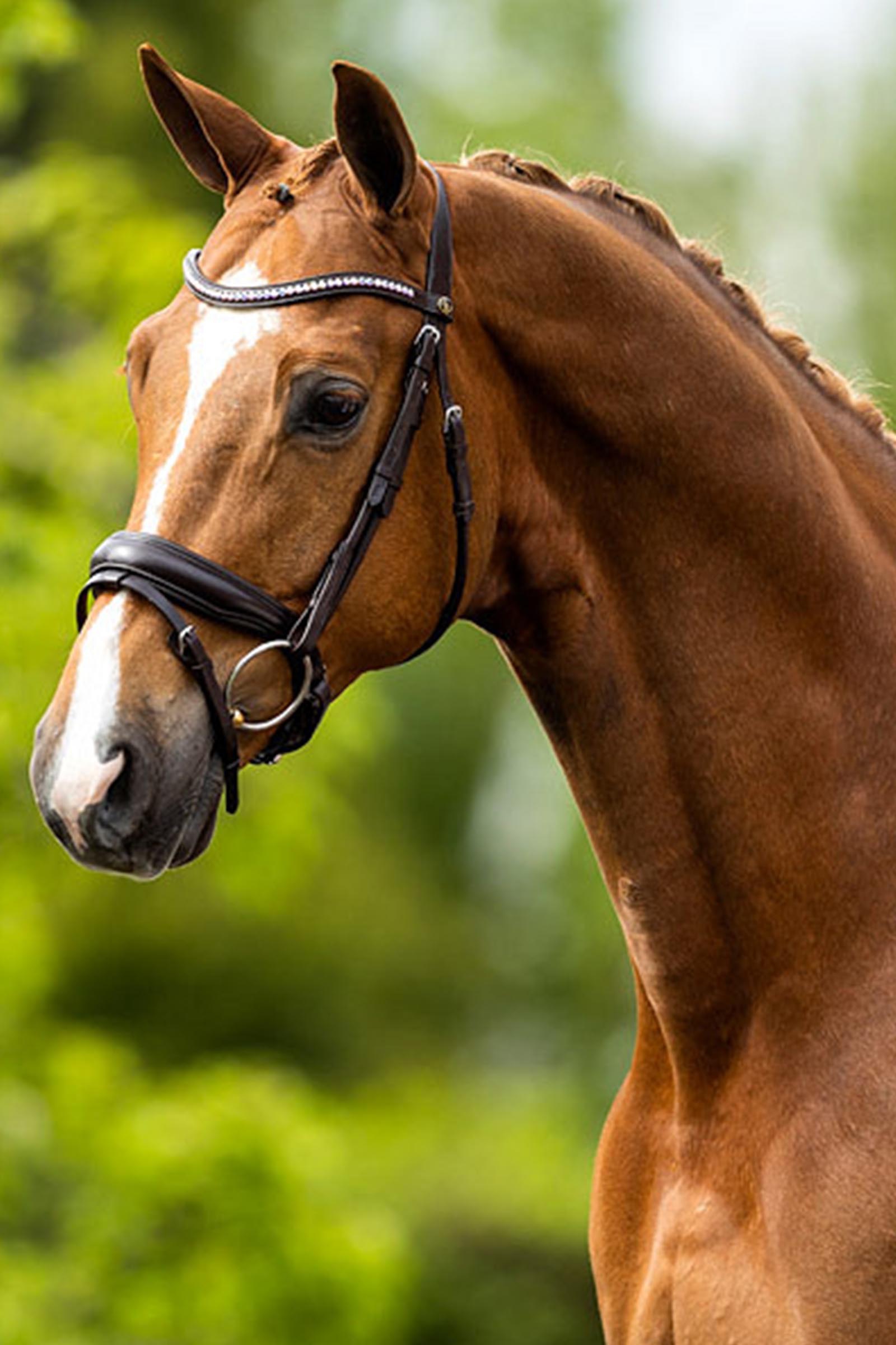 BR Southam Bridle 