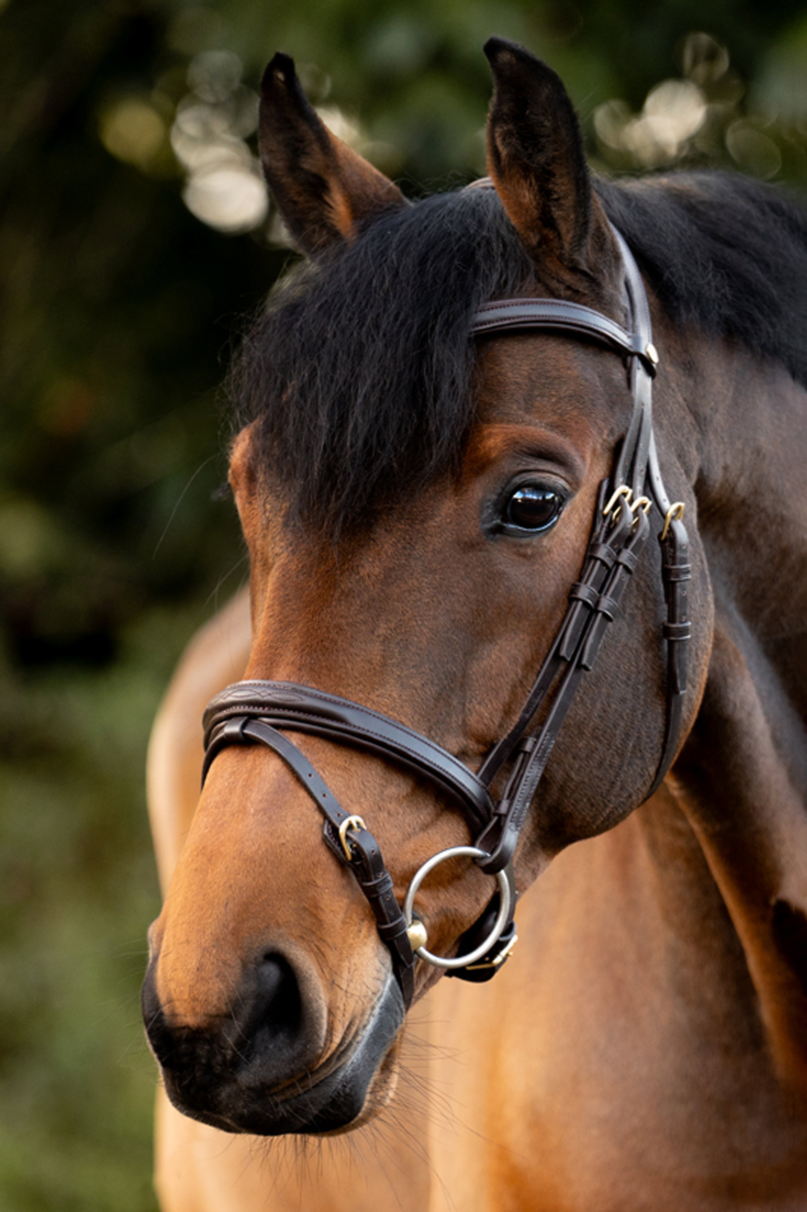 Kavalkade Robin English Bridle