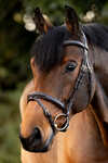 Kavalkade Robin English Bridle
