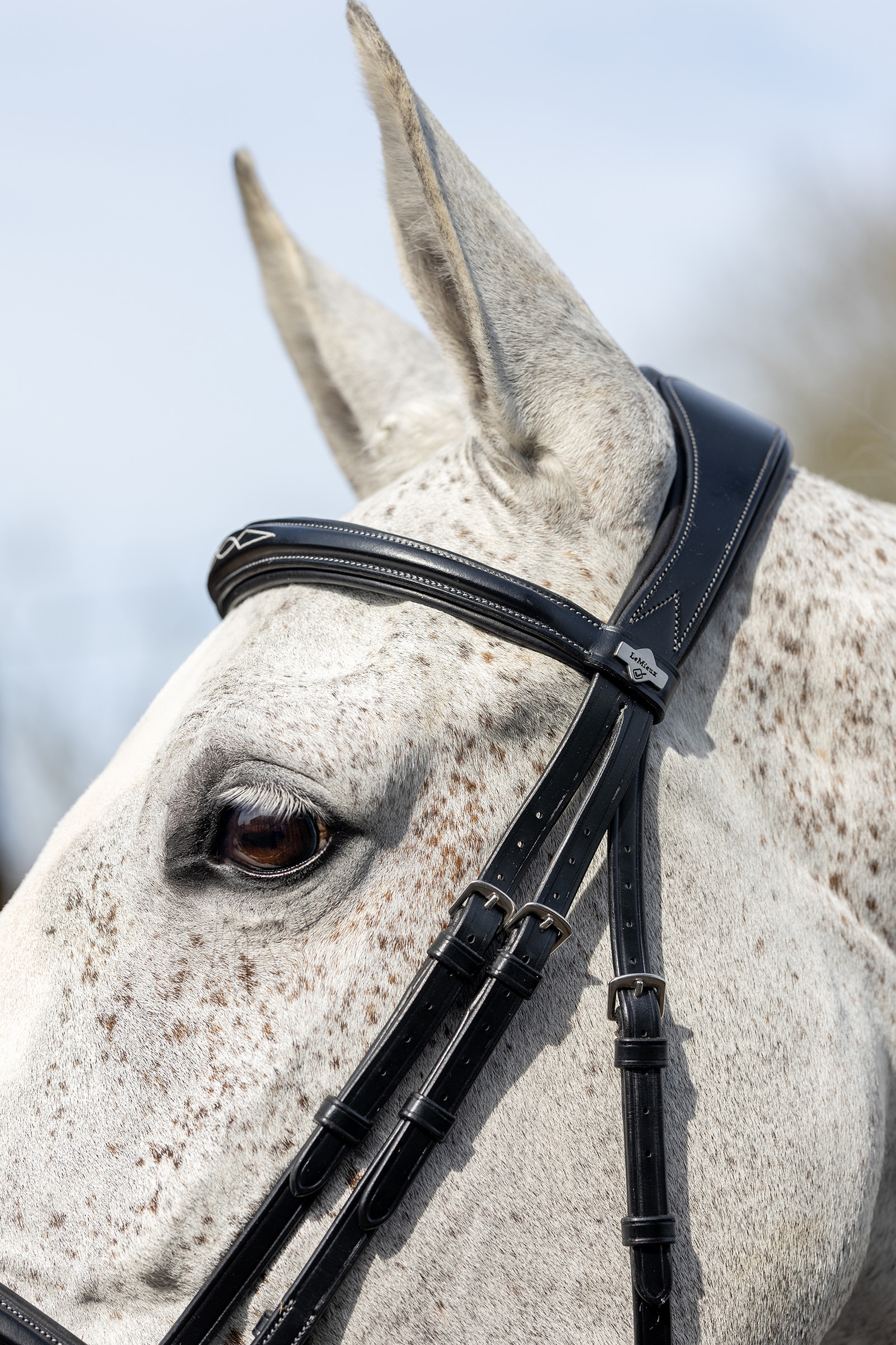 LeMieux Competiton Flash Bridle