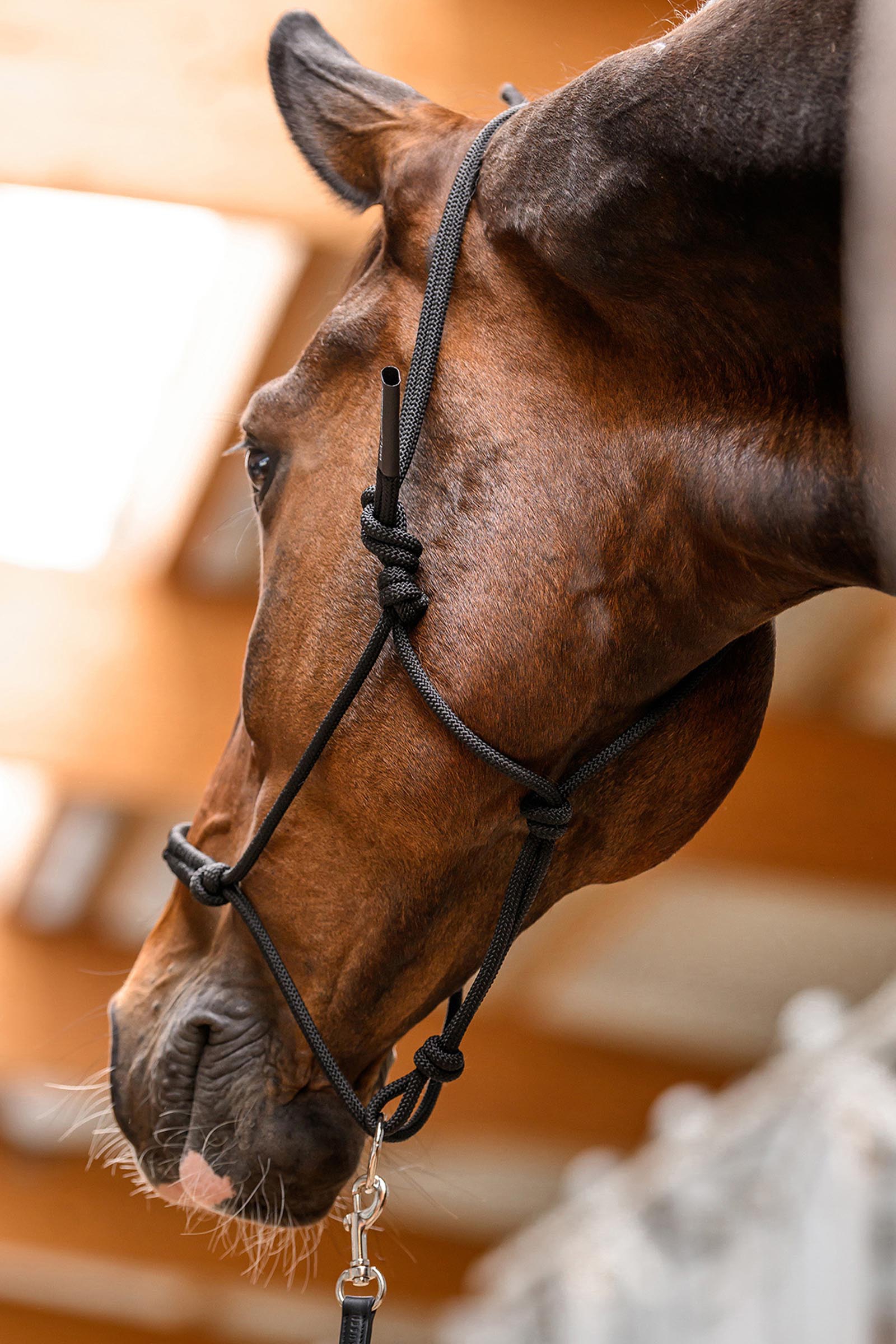 Waldhausen Knotted Halter With Movable Ring