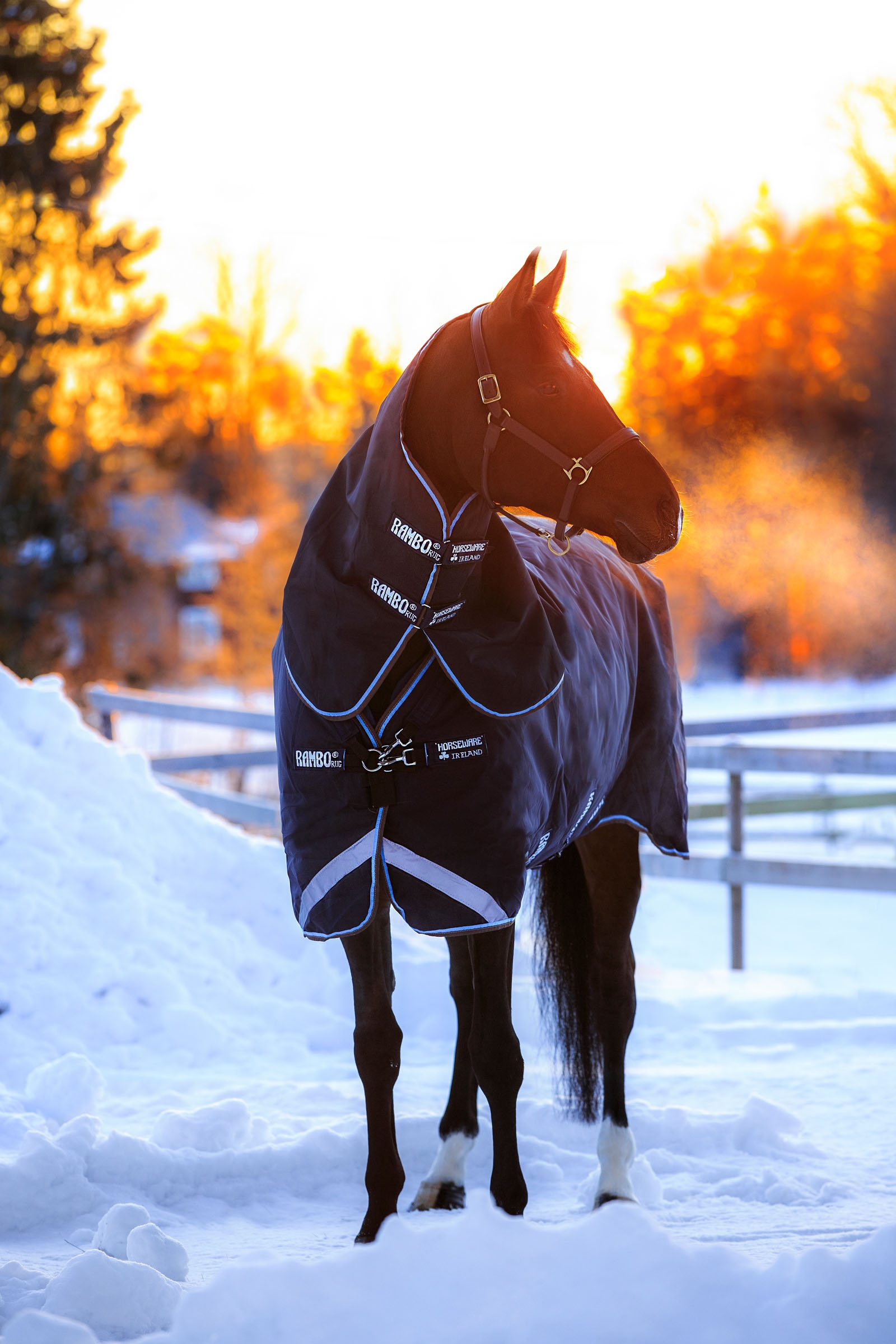 Horseware Rambo Duo Turnout incl. Detachable Hood, 100g