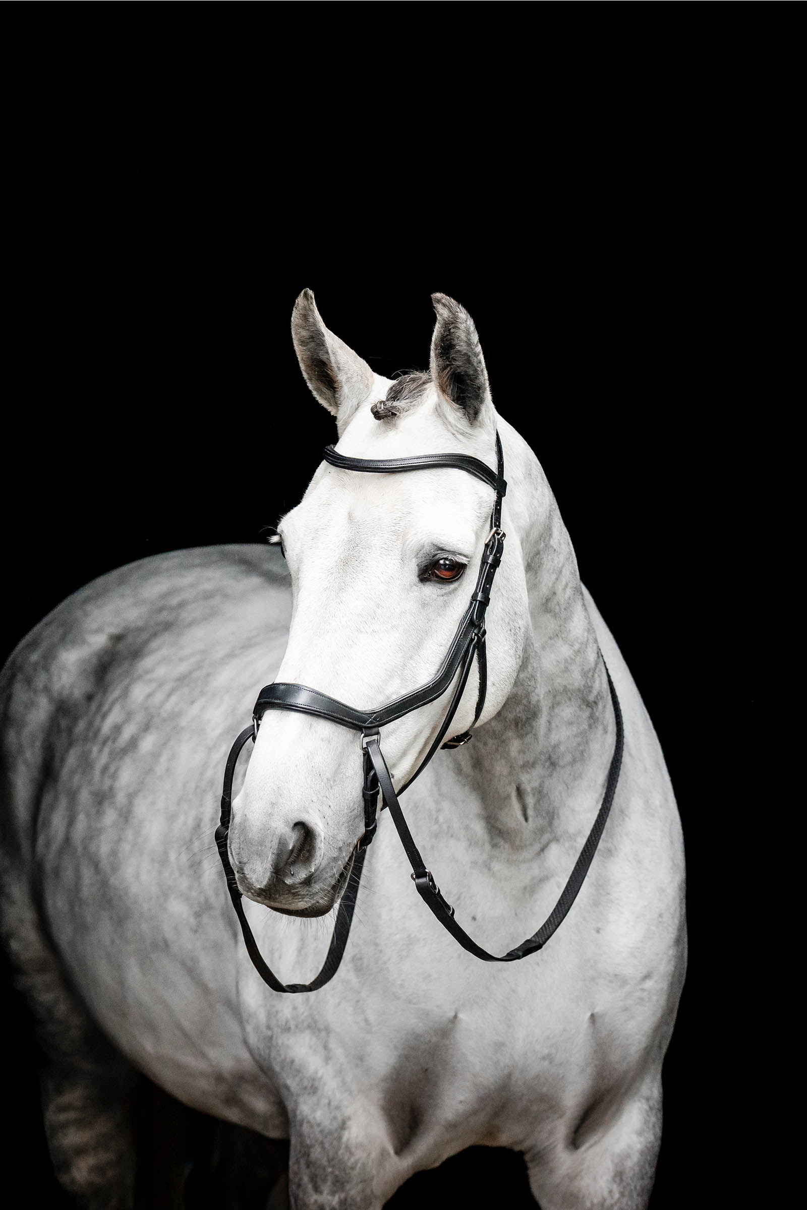 Black Horseware Micklem Bitless Bridle