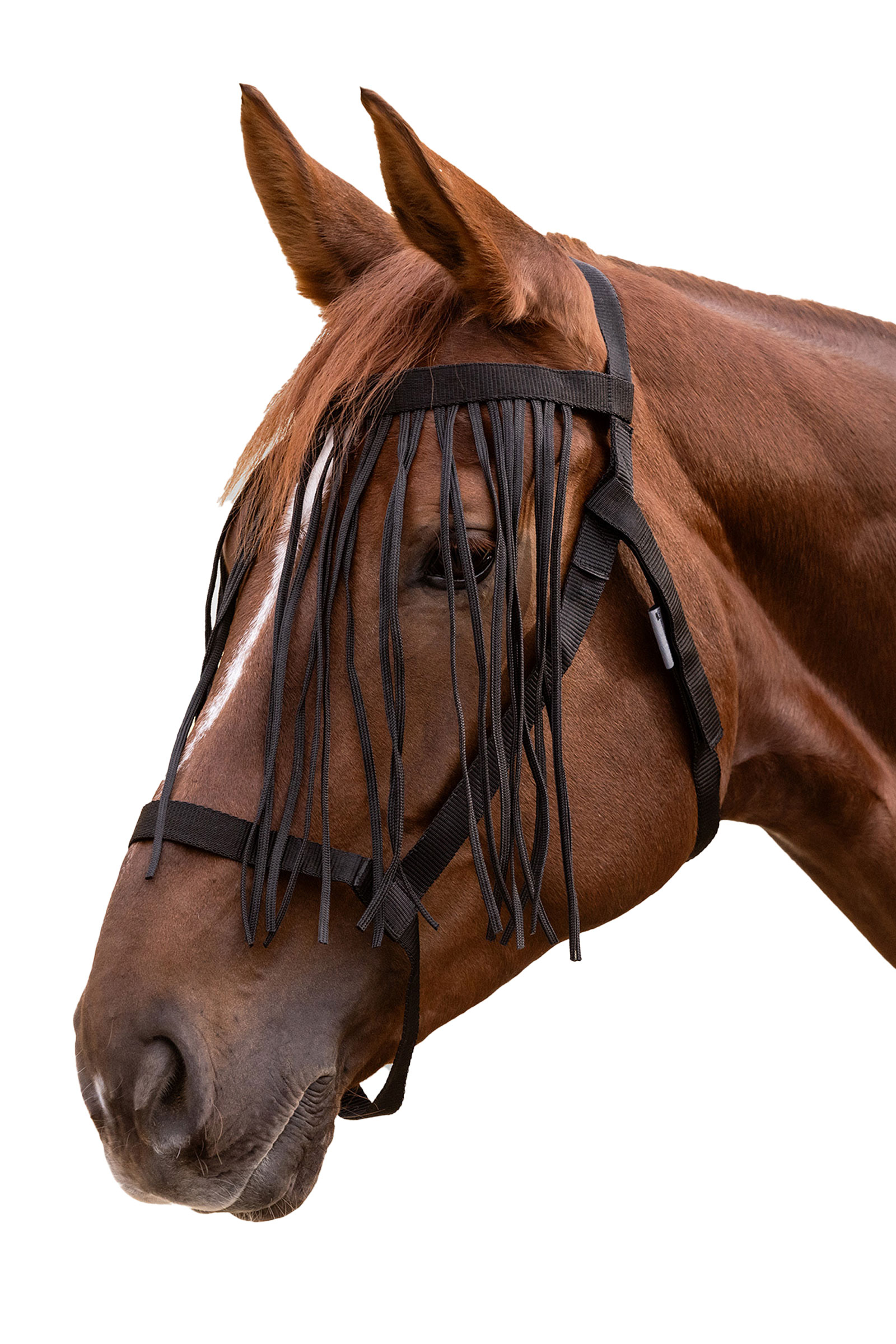 Black Waldhausen Grazing Halter With Fly Fringe