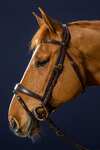 Dy'on D Collection Anatomical Bridle With Flash Noseband 