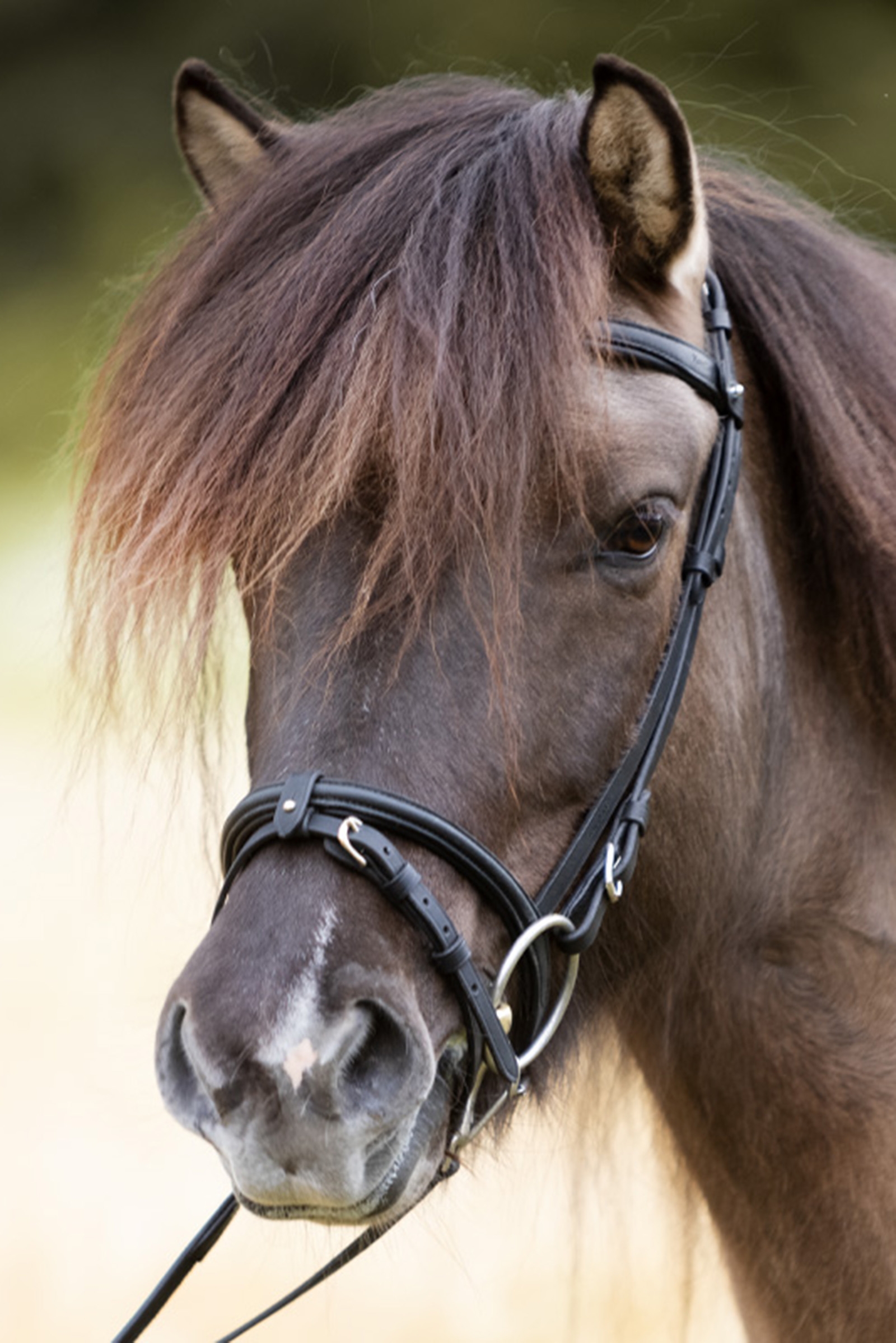 Kavalkade Svartur English Noseband for Kjartan Icelandic Bridle