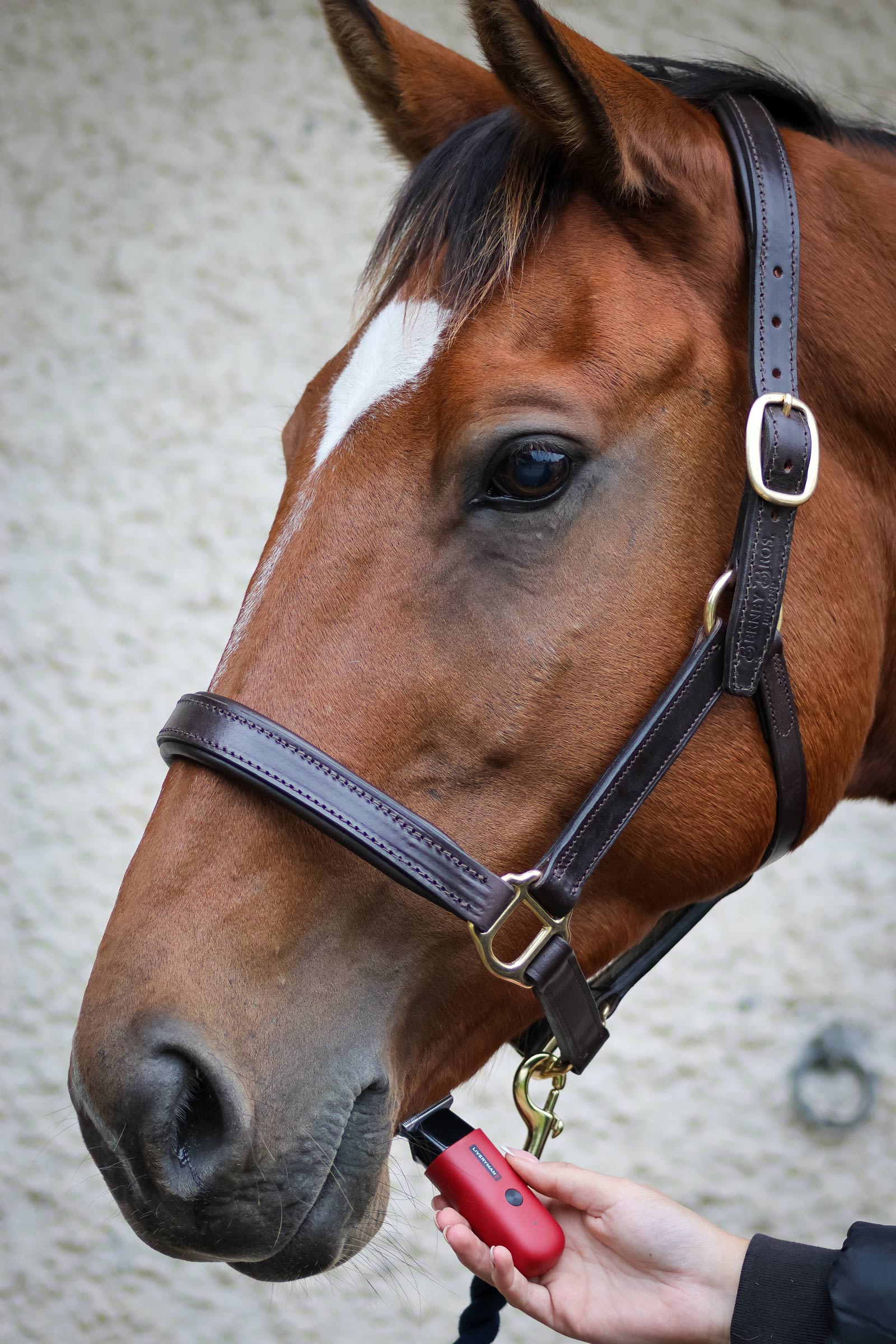 Liveryman Robin Equine Trimmer