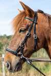F.R.A. Freedom Riding Articles Pardoes de Luxe Sidepull With Reins (System 3)