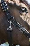 ANKY Grooming Halter