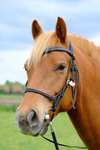 F.R.A. Freedom Riding Articles Campari combined Bridle, without bit