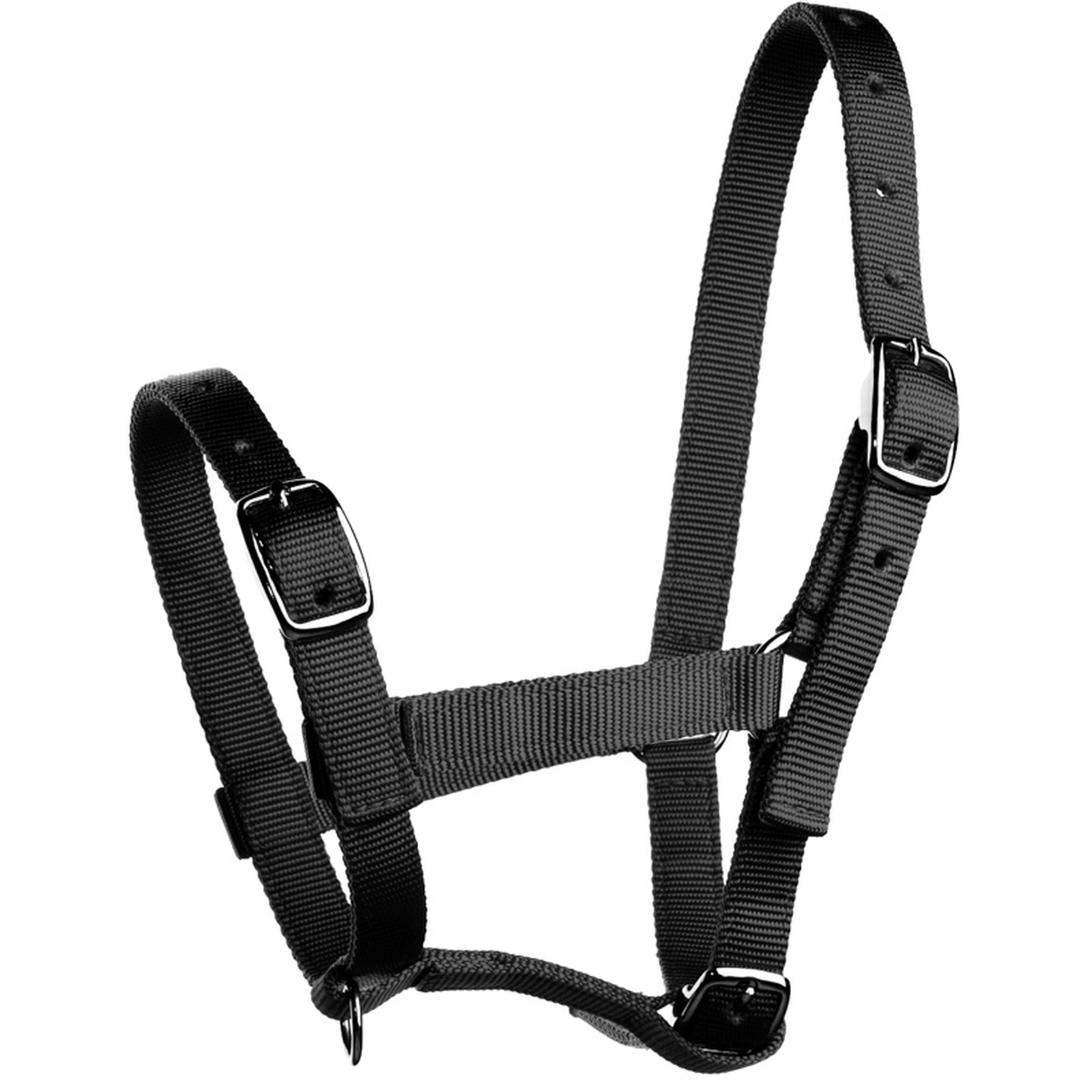 Black Horze Foal Halter